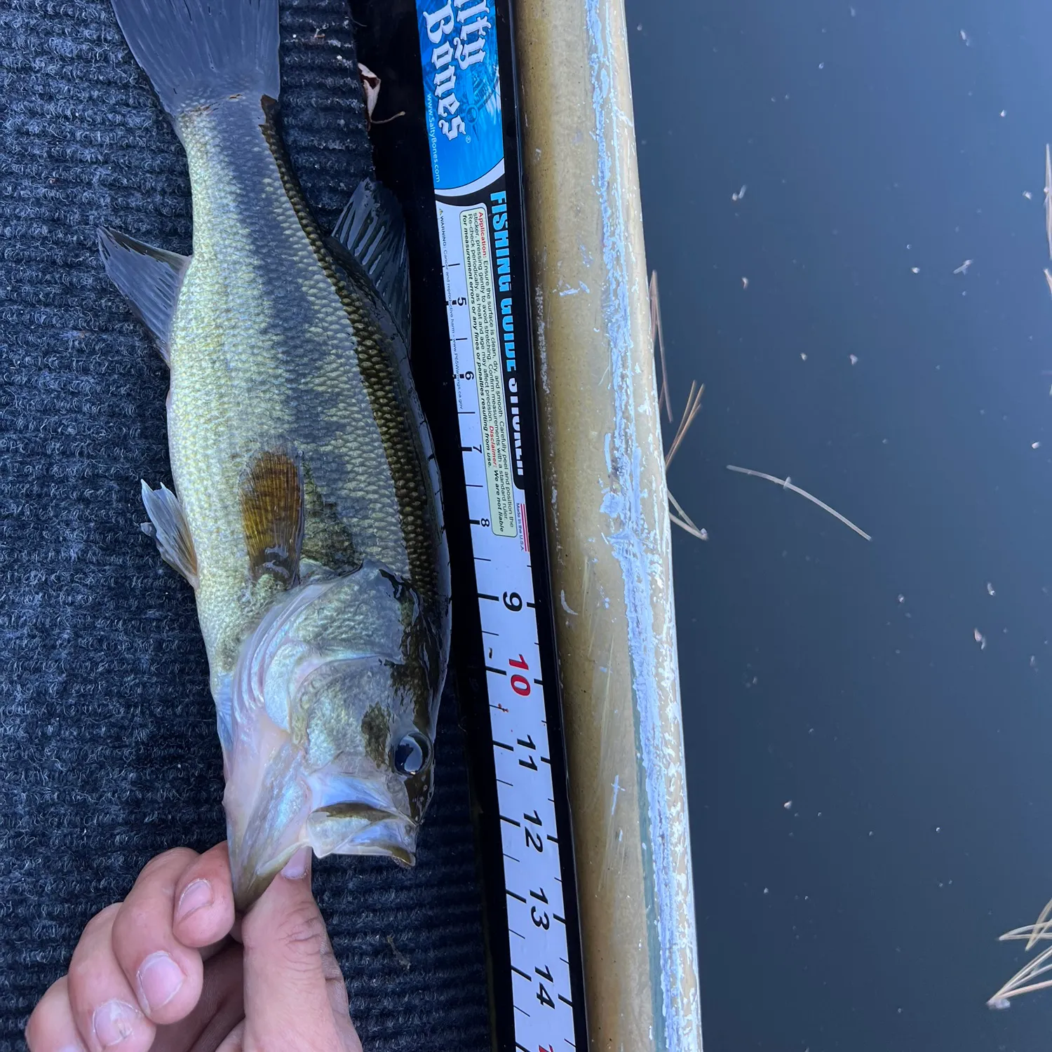 Largemouth bass caught on Fishbrain