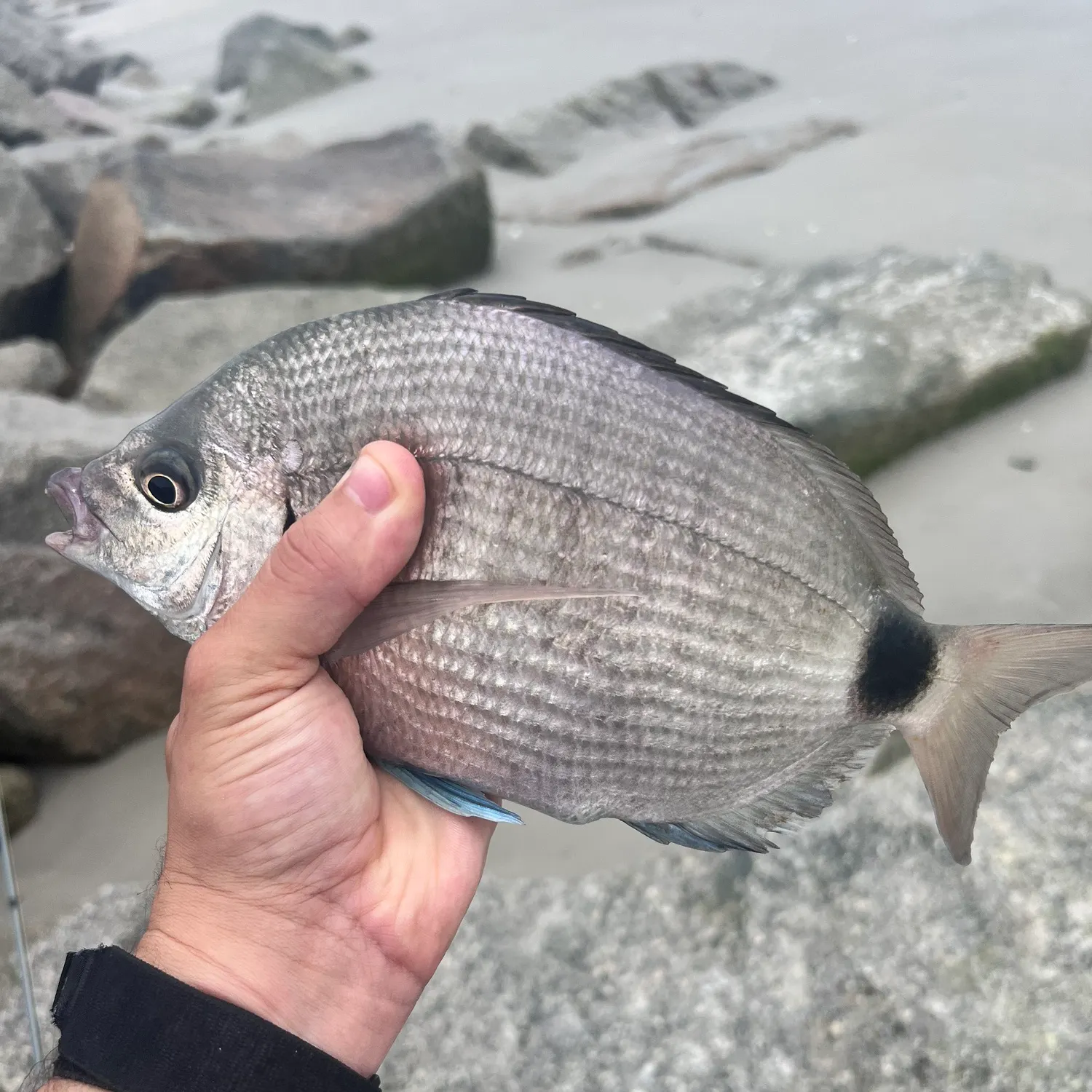 The most recent Spottail seabream catches on Fishbrain