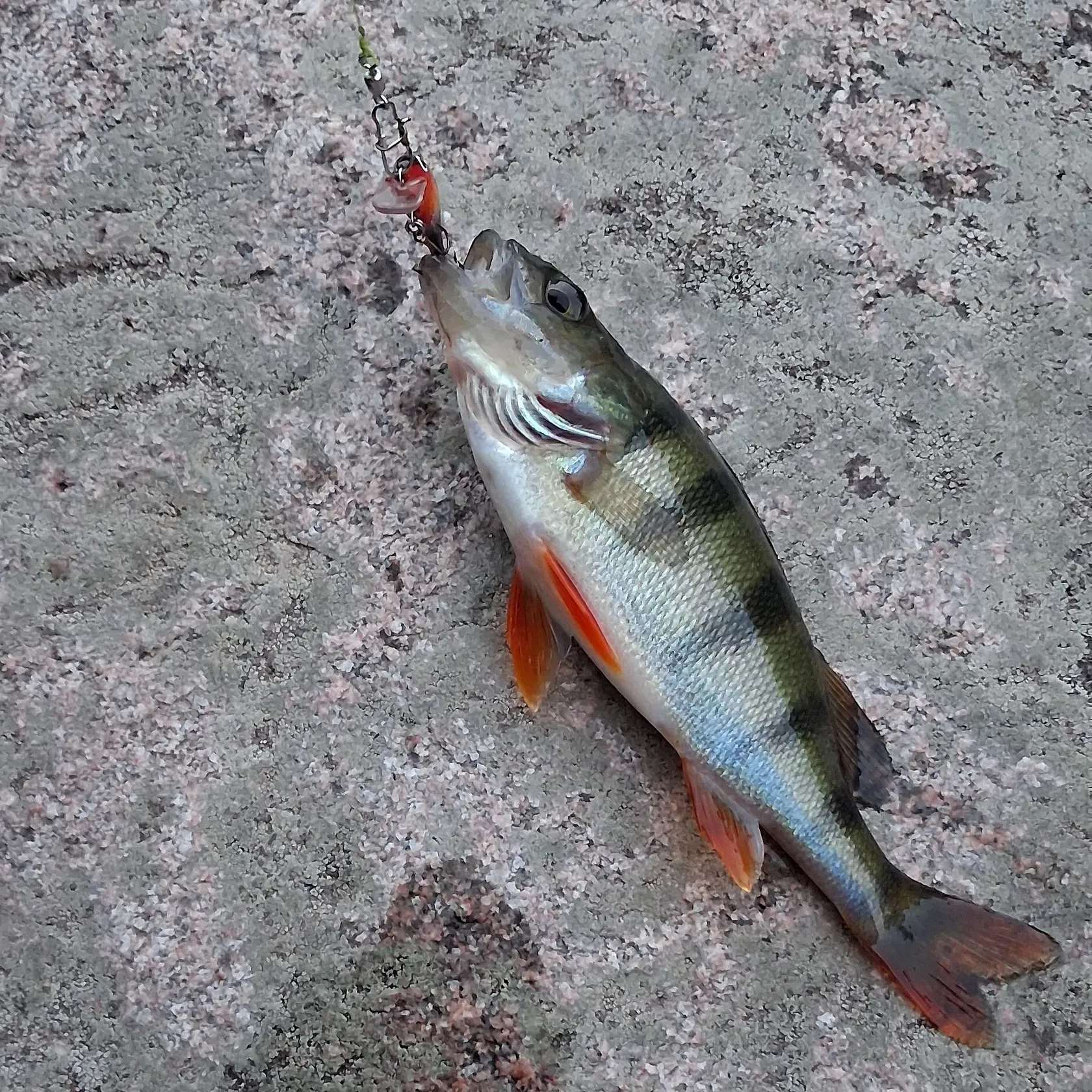 European perch caught on Fishbrain