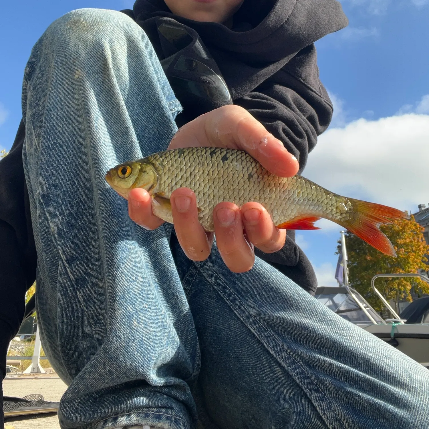 Common rudd caught on Fishbrain