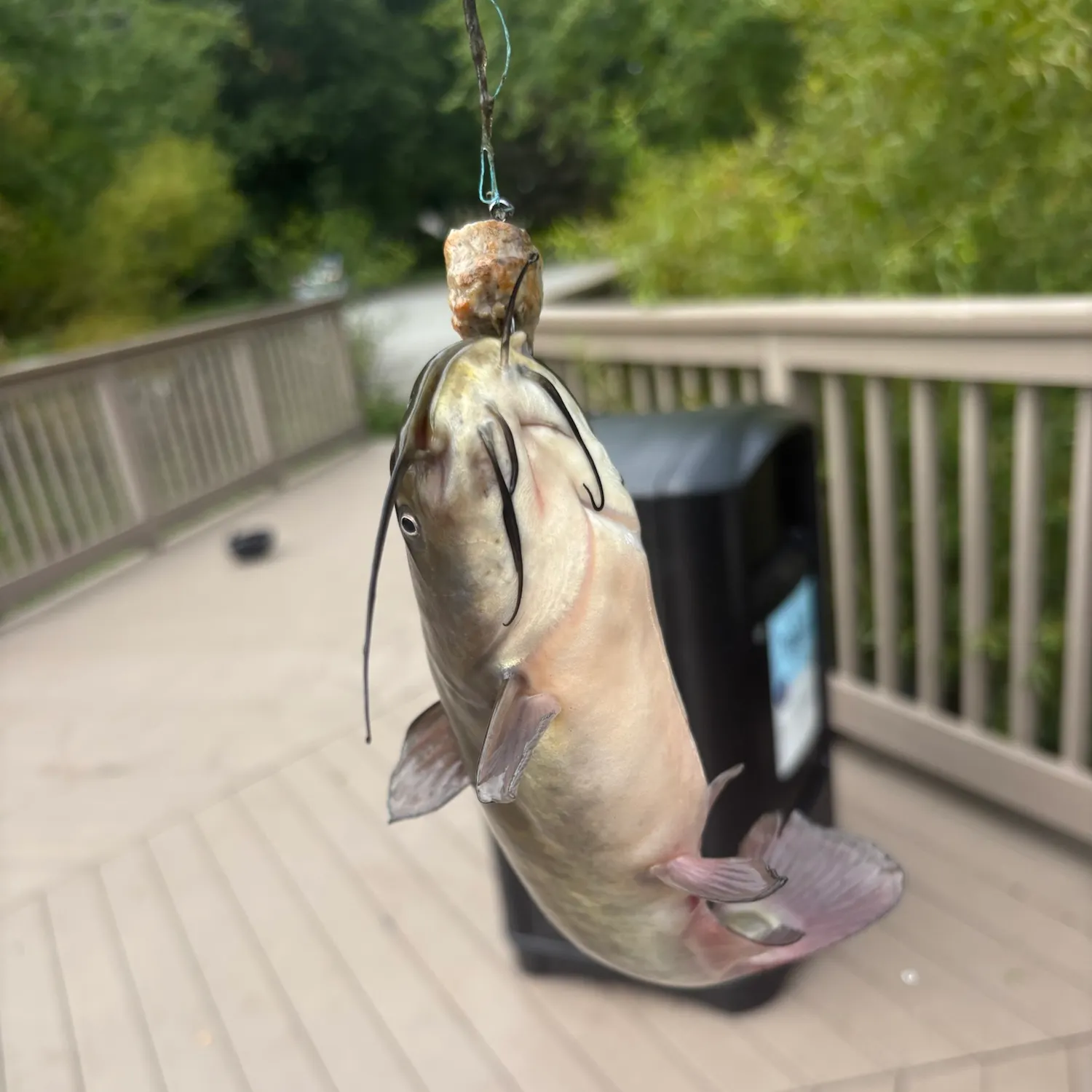 Channel catfish caught on Fishbrain