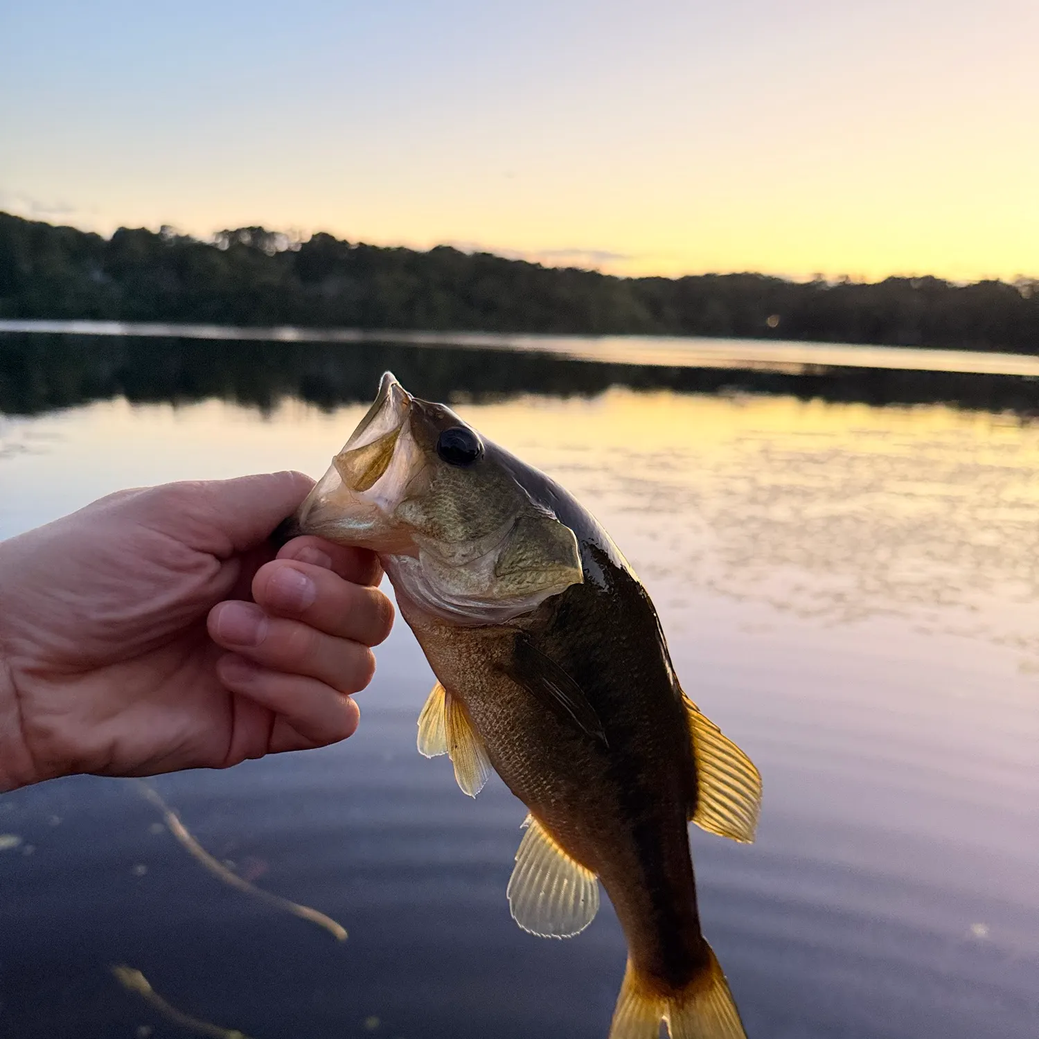 Largemouth bass caught on Fishbrain