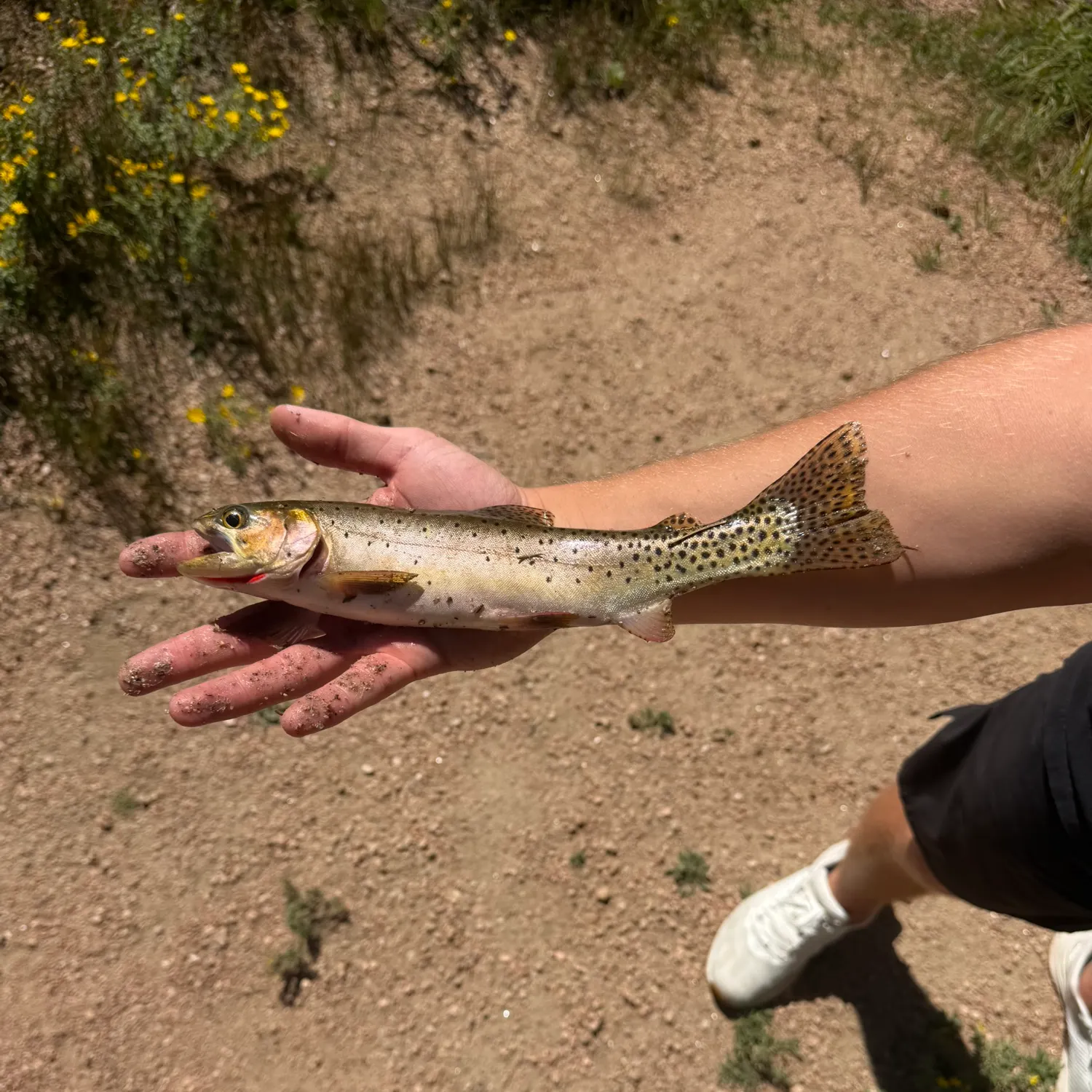 Cutthroat trout caught on Fishbrain