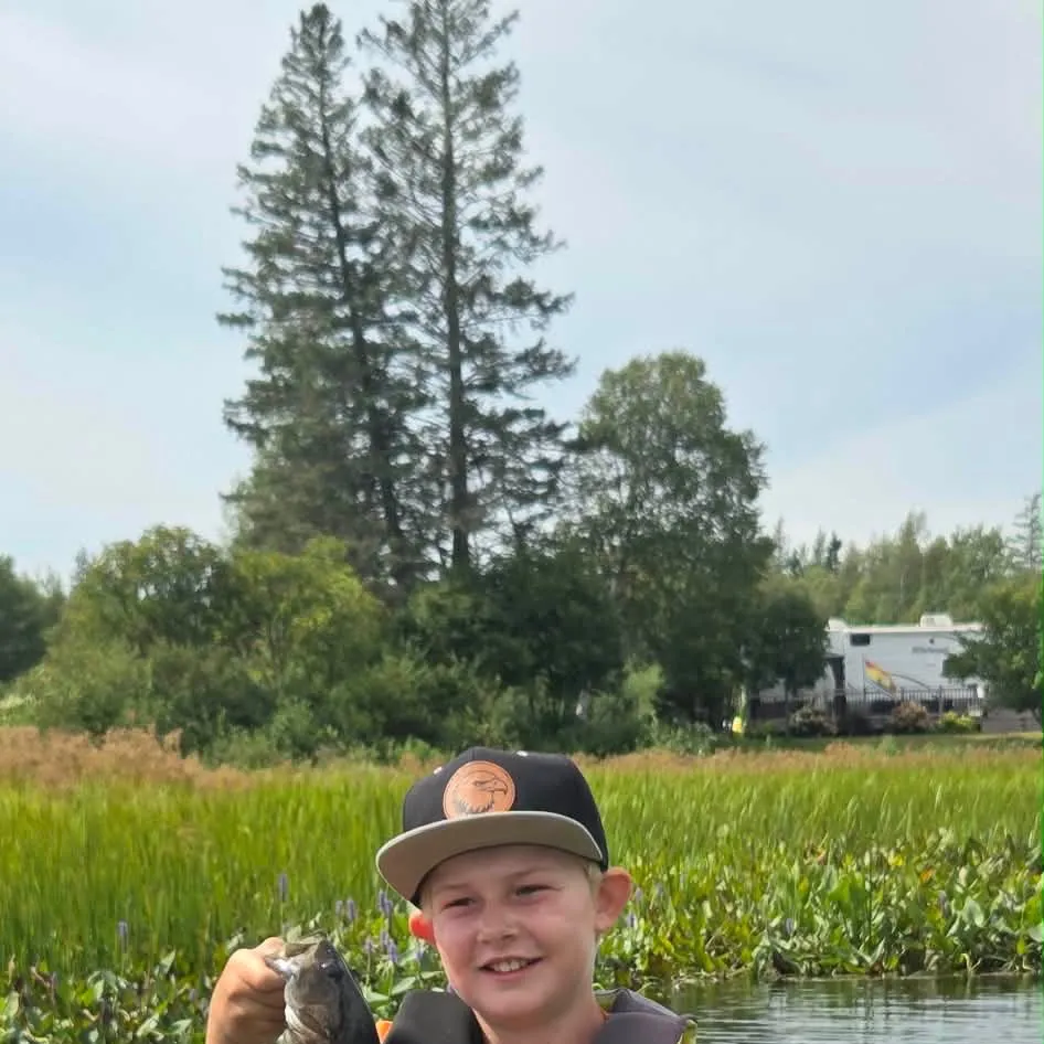Smallmouth bass caught on Fishbrain