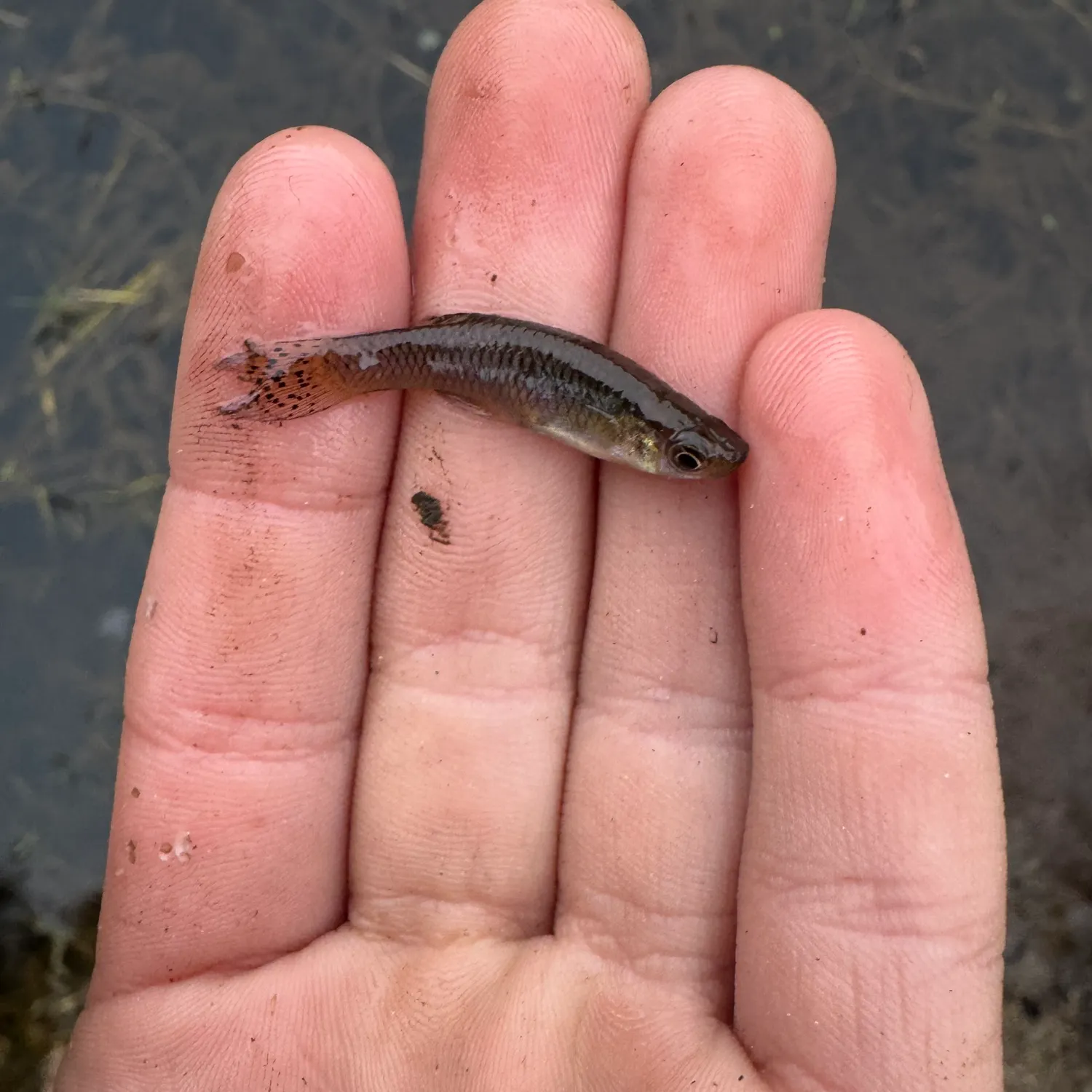 The most recent Blackspotted topminnow catches on Fishbrain