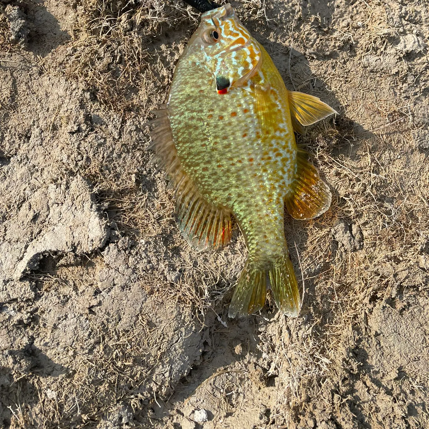 The most popular recent Orangespotted sunfish catch on Fishbrain