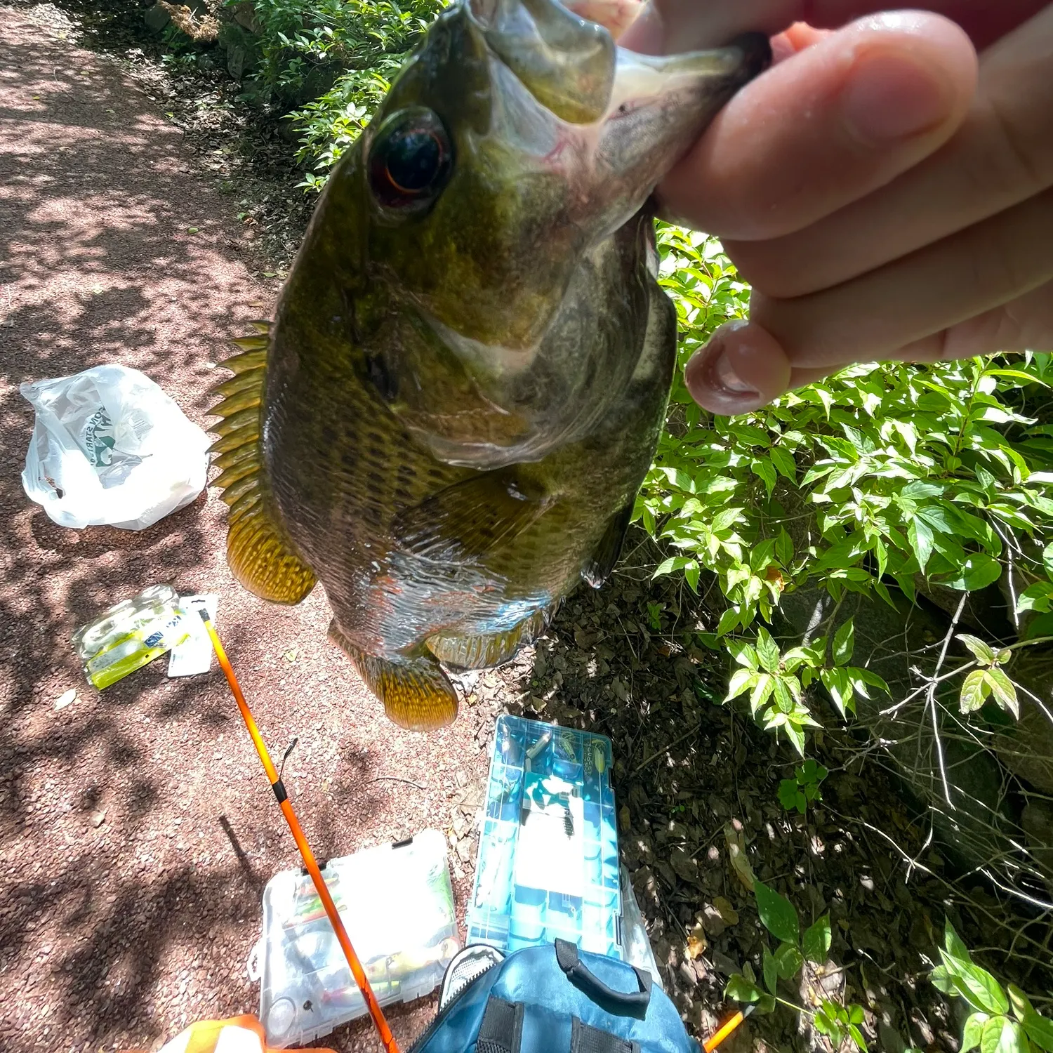 catch