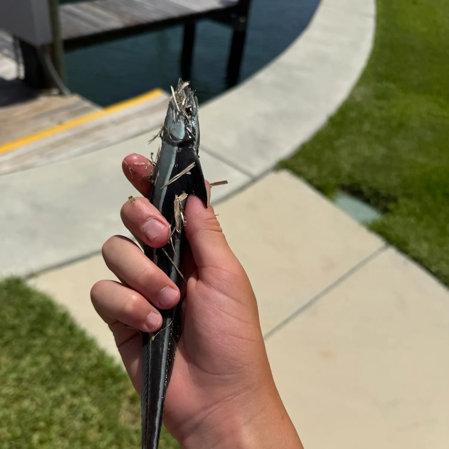 The most recent Live sharksucker catches on Fishbrain