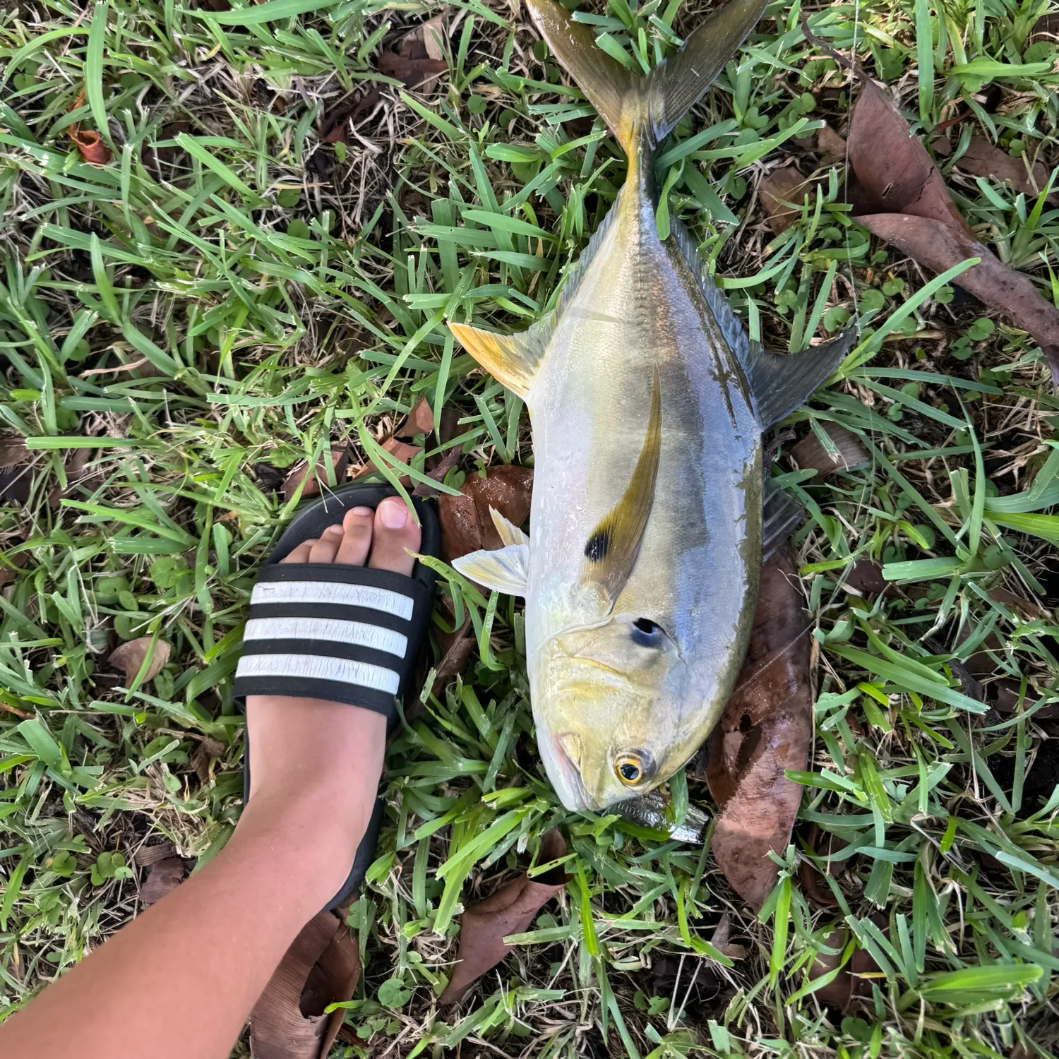 Crevalle jack caught on Fishbrain
