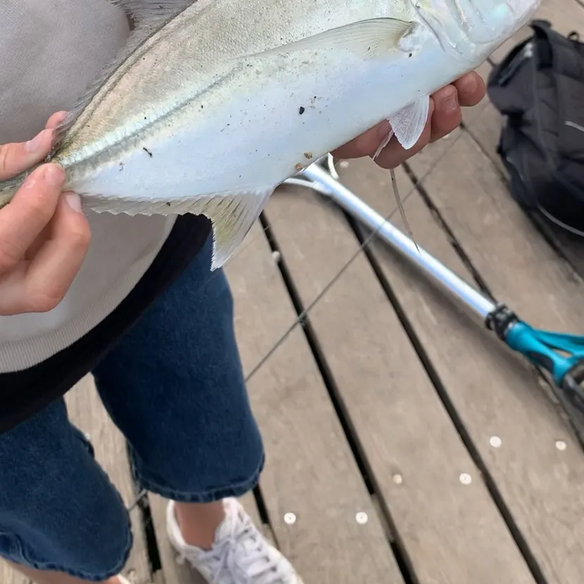 The most recent Bigeye trevally catches on Fishbrain