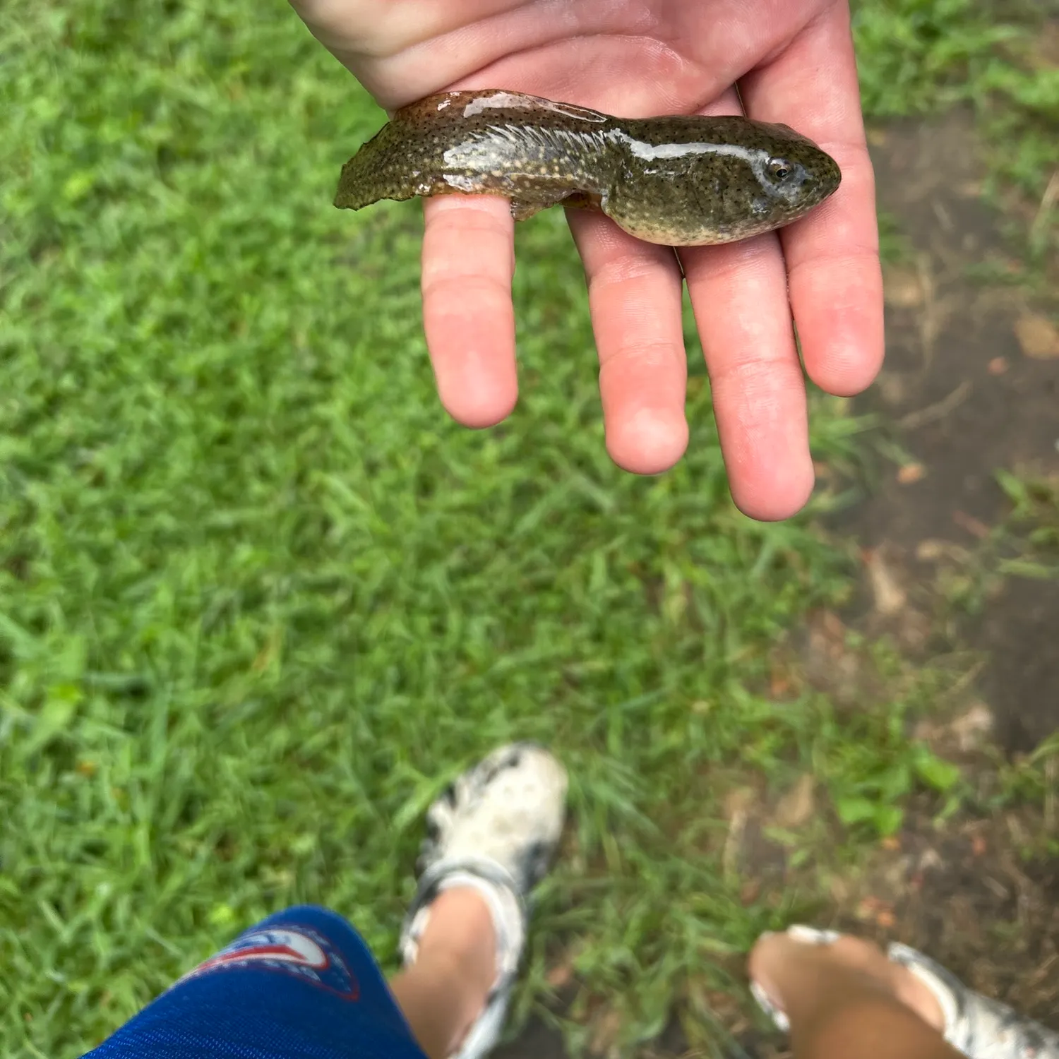 The most recent Tadpole whiptail catches on Fishbrain