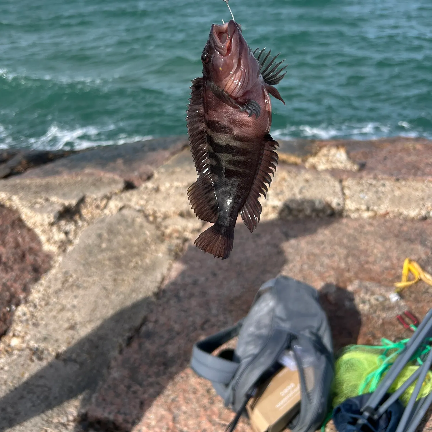 The most recent Hairy blenny catches on Fishbrain
