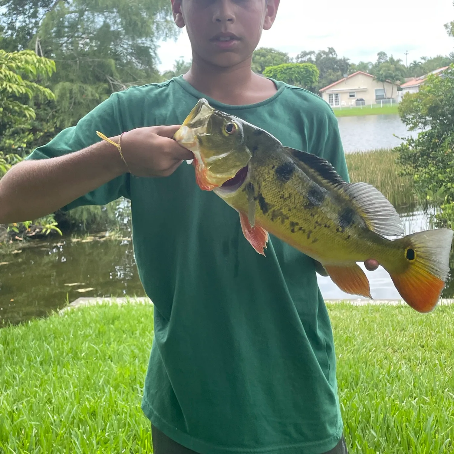 Butterfly peacock bass caught on Fishbrain