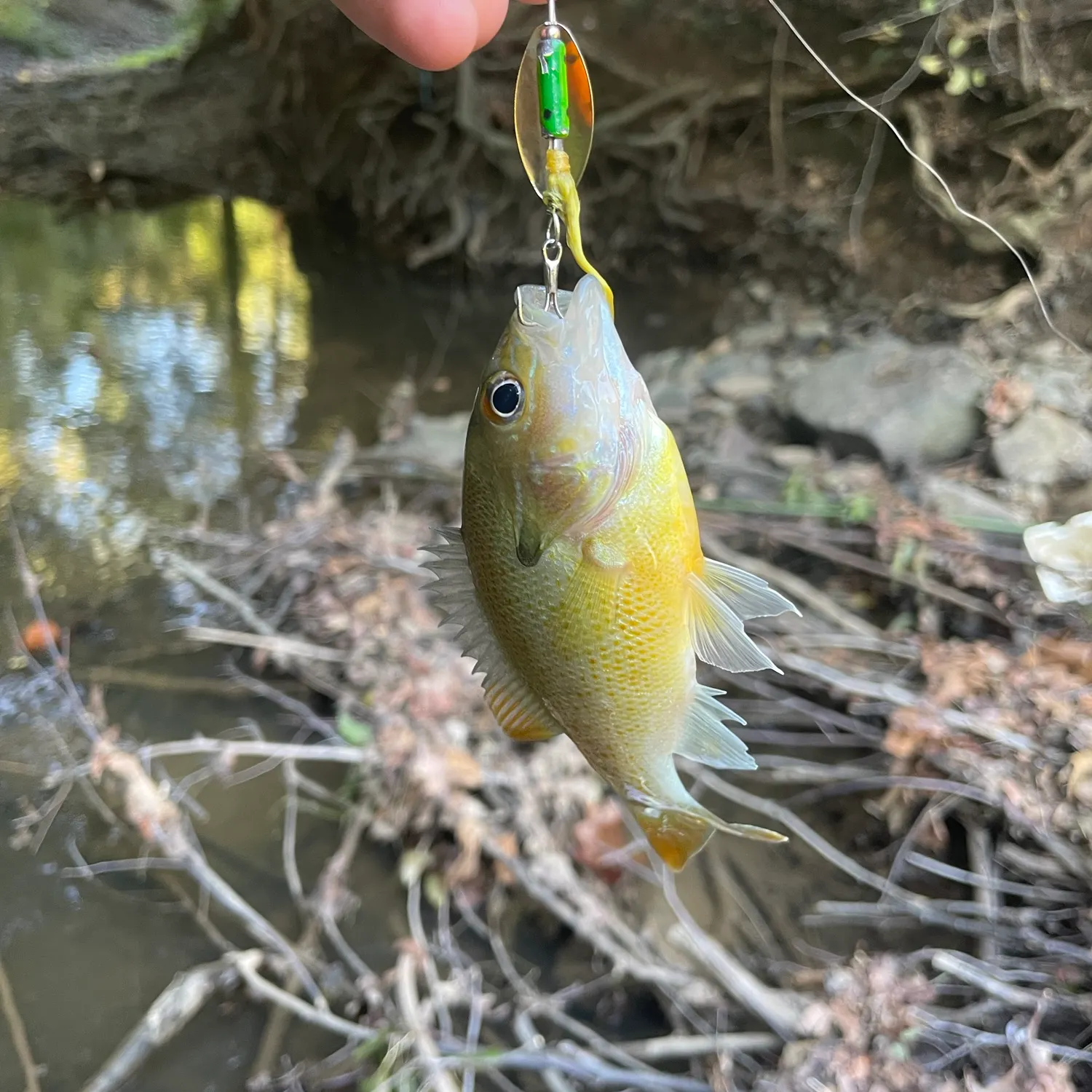 Redbreast sunfish caught on Fishbrain