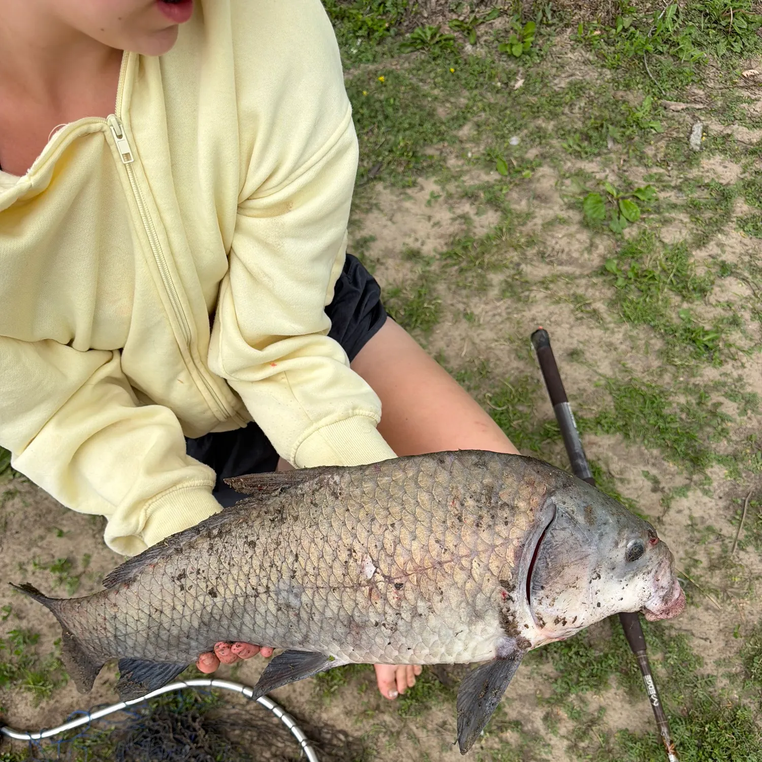 The most recent Smallmouth x black buffalo catches on Fishbrain