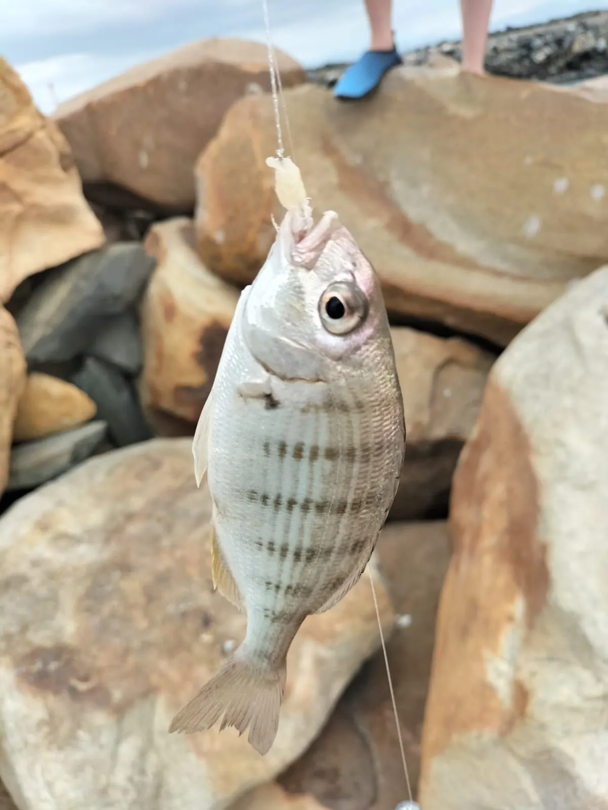 The most popular recent White stumpnose catch on Fishbrain