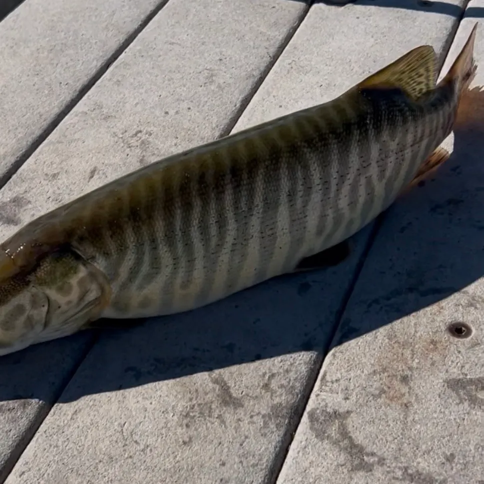 Tiger muskie caught on Fishbrain