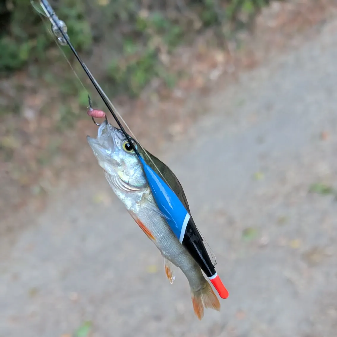 Northern pike caught on Fishbrain