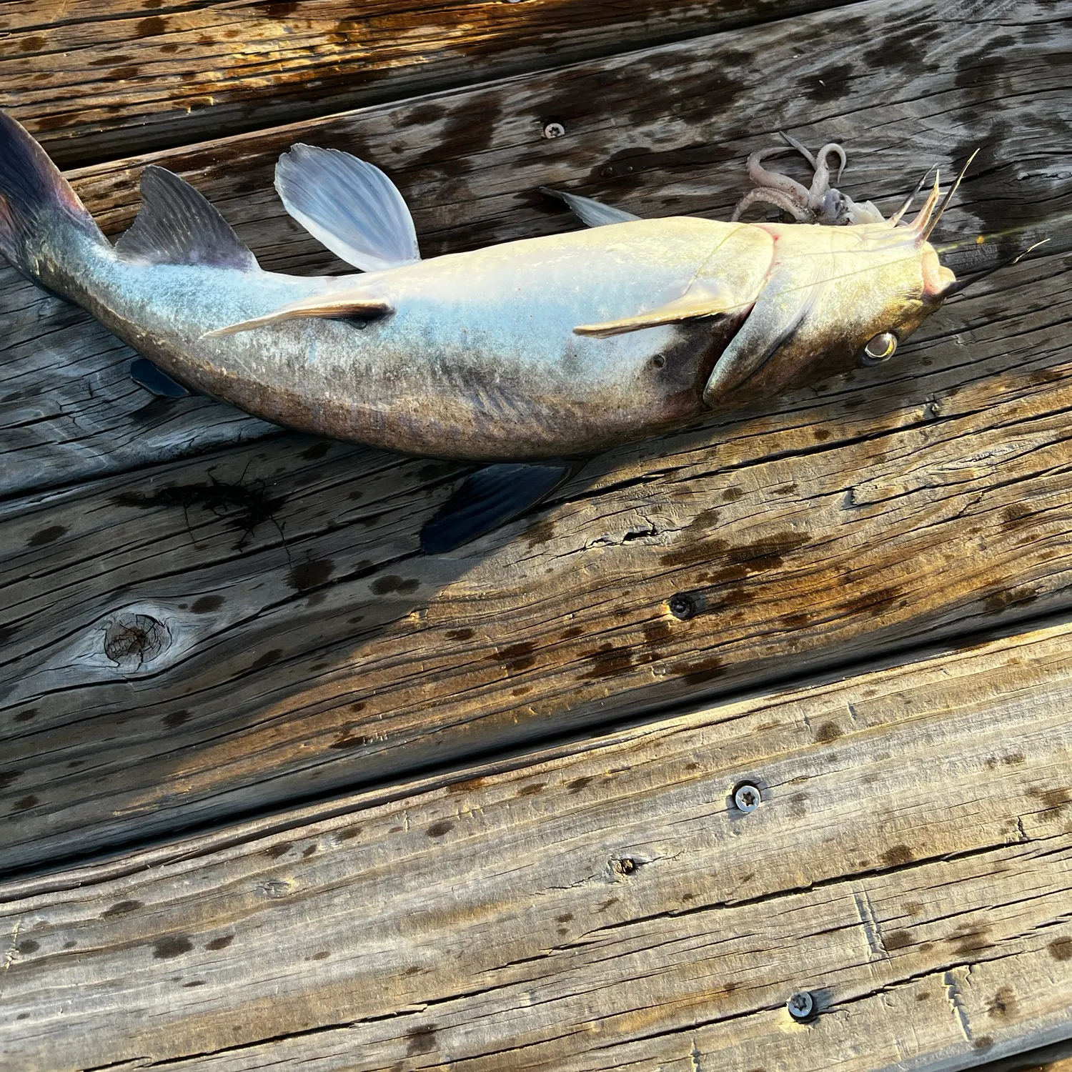 Hardhead sea catfish caught on Fishbrain