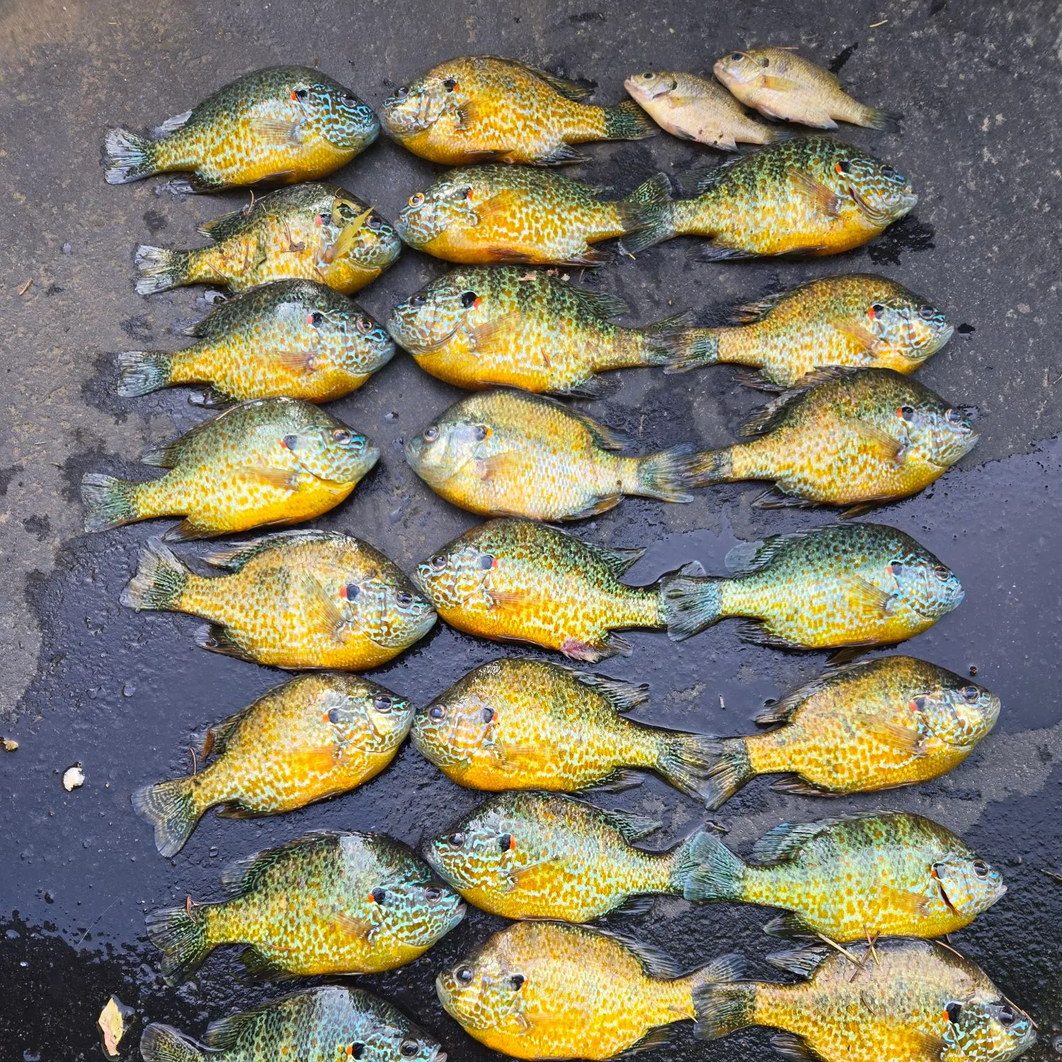 recently logged catches