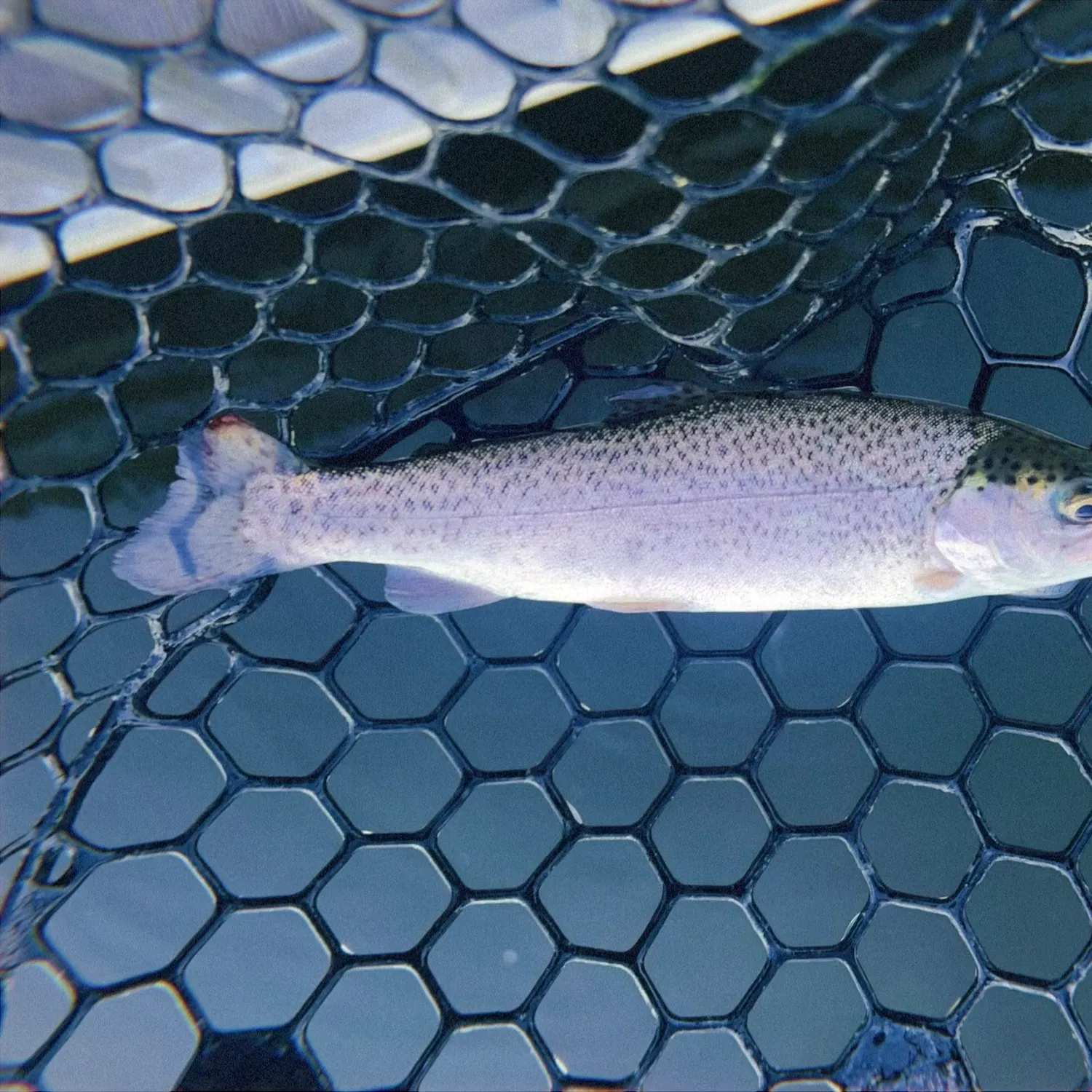 Rainbow trout caught on Fishbrain