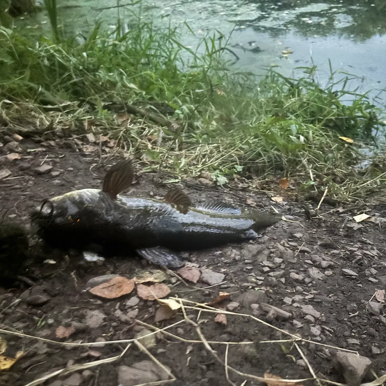 Black bullhead caught on Fishbrain