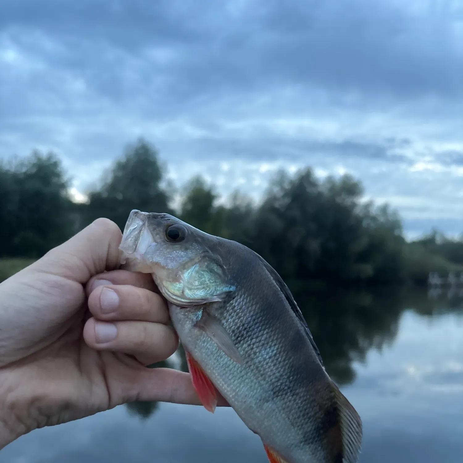 European perch caught on Fishbrain