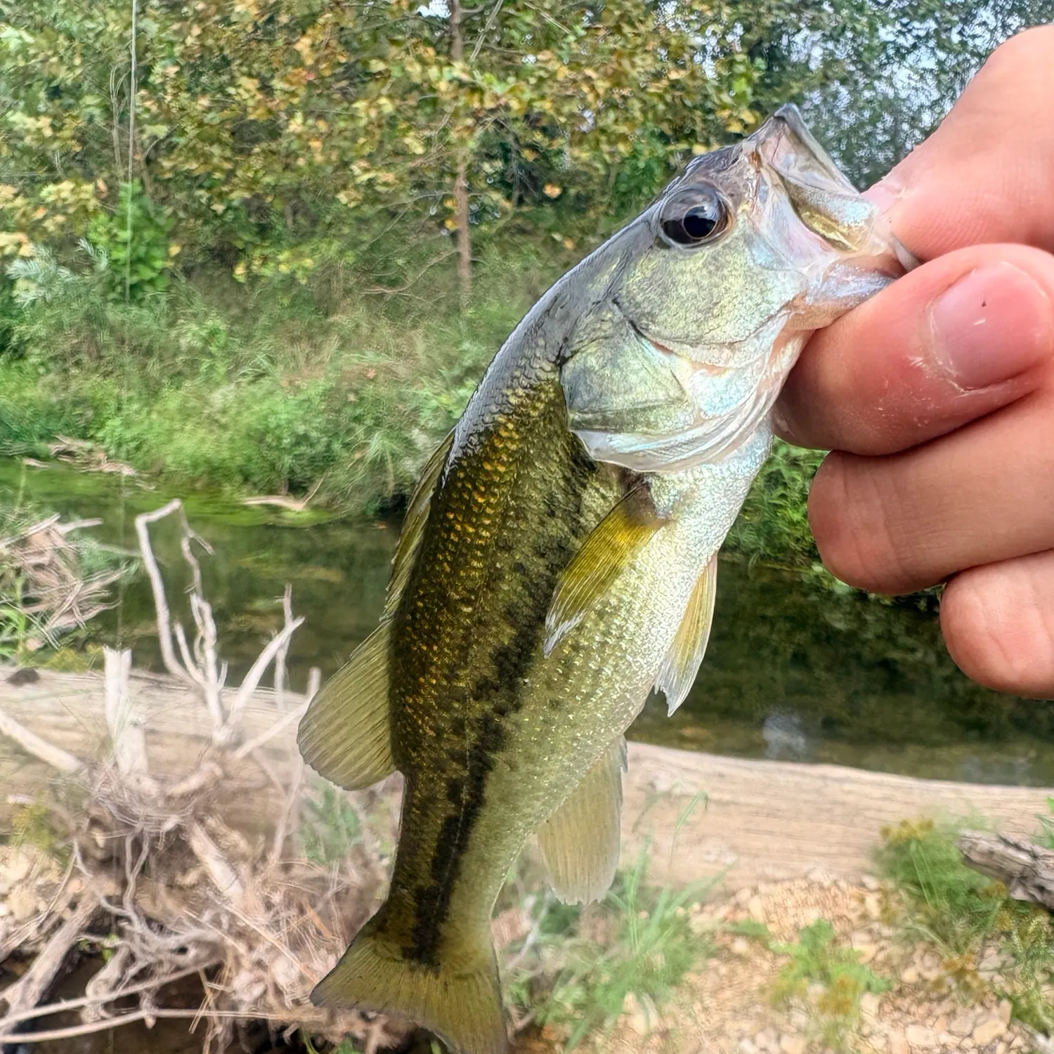 Spotted bass caught on Fishbrain