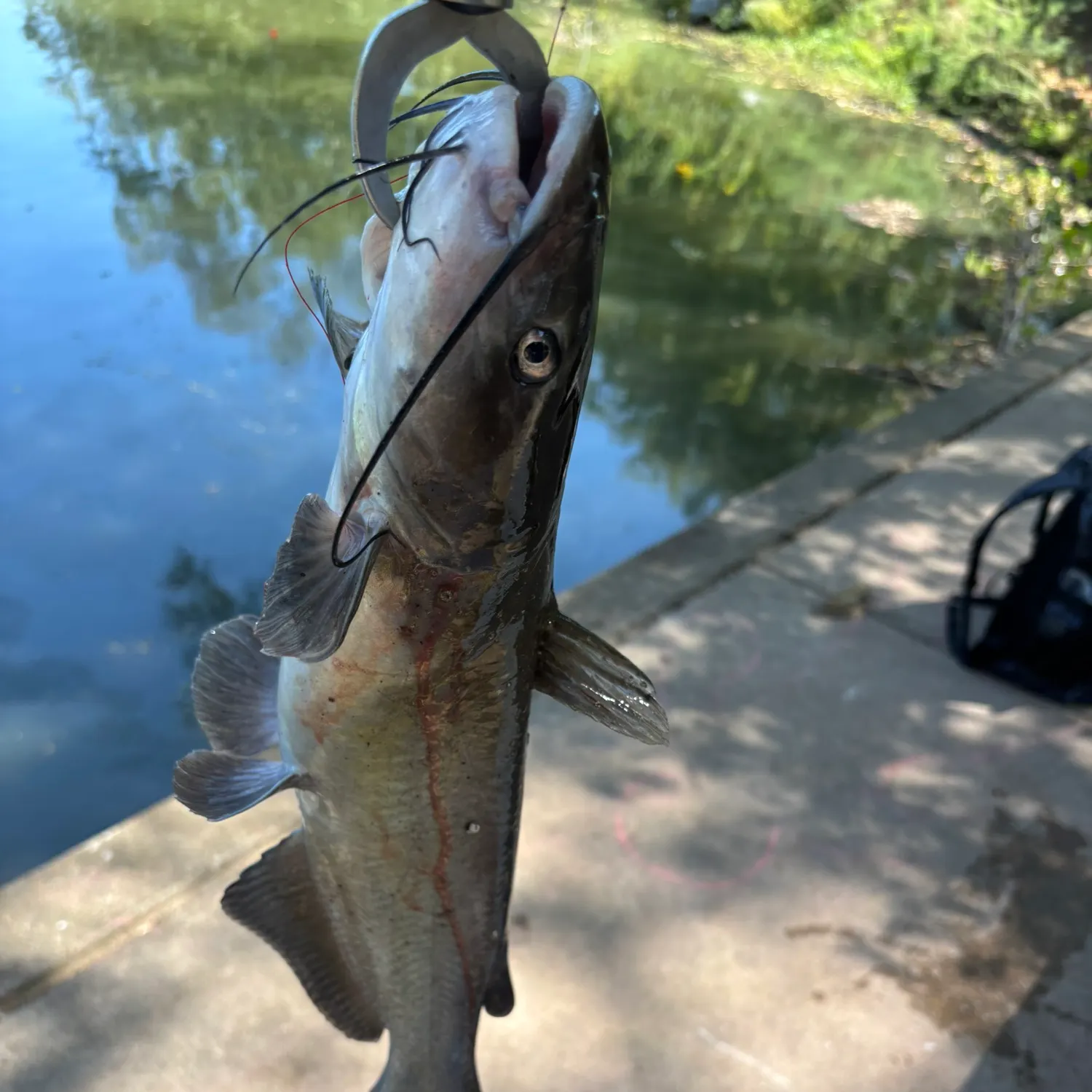Channel catfish caught on Fishbrain