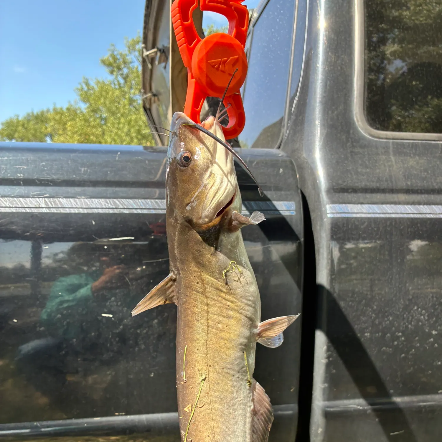 Channel catfish caught on Fishbrain