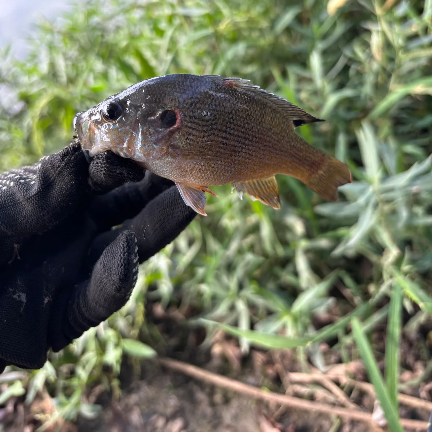 Green sunfish caught on Fishbrain