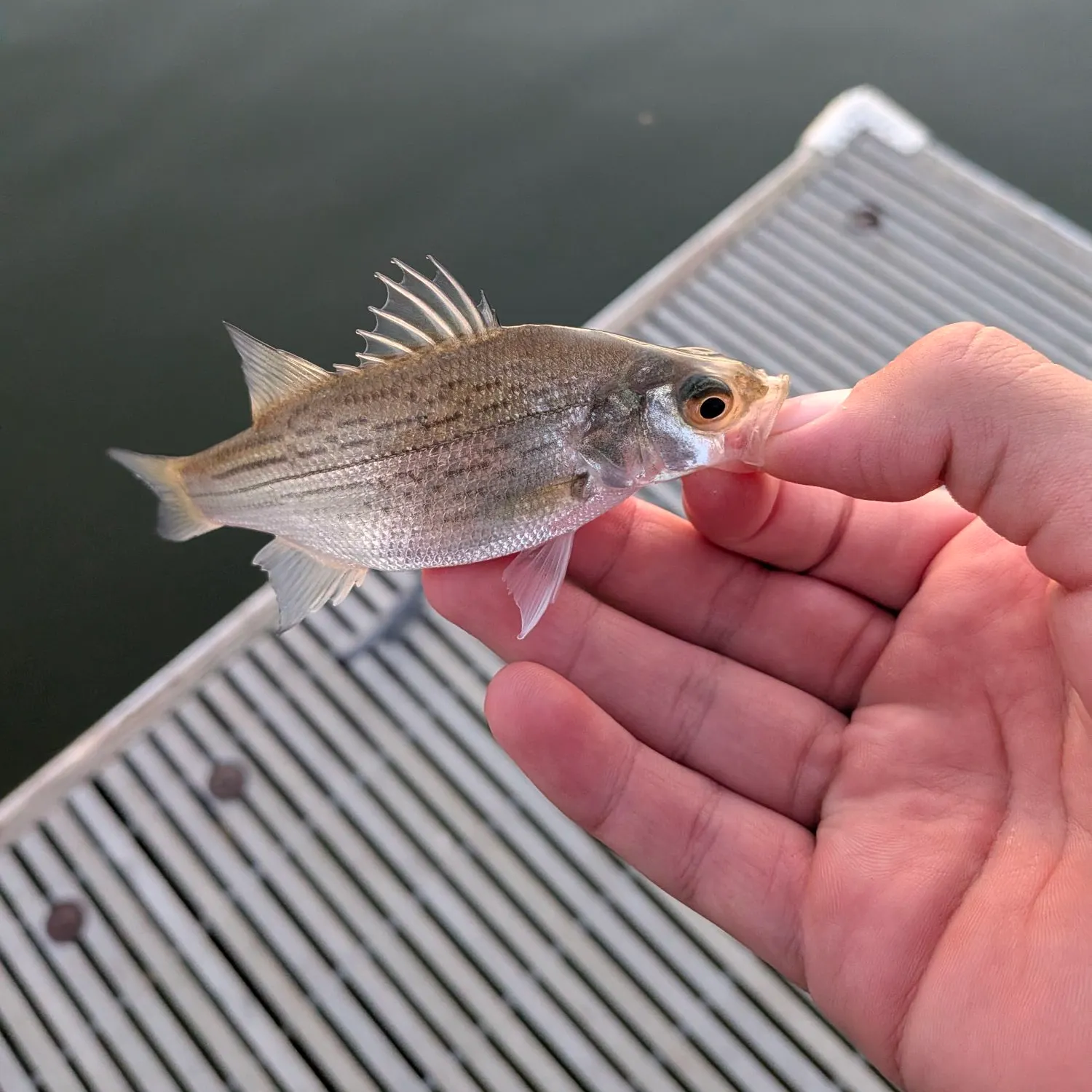 White bass caught on Fishbrain