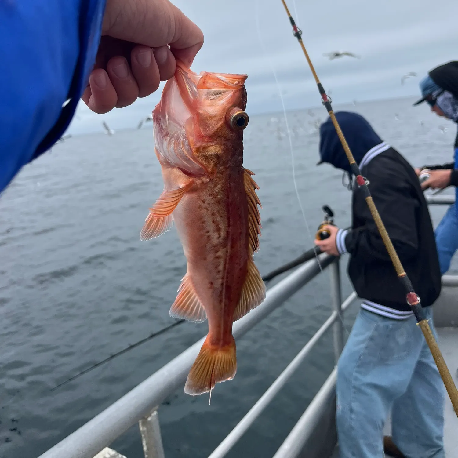 most liked catch image