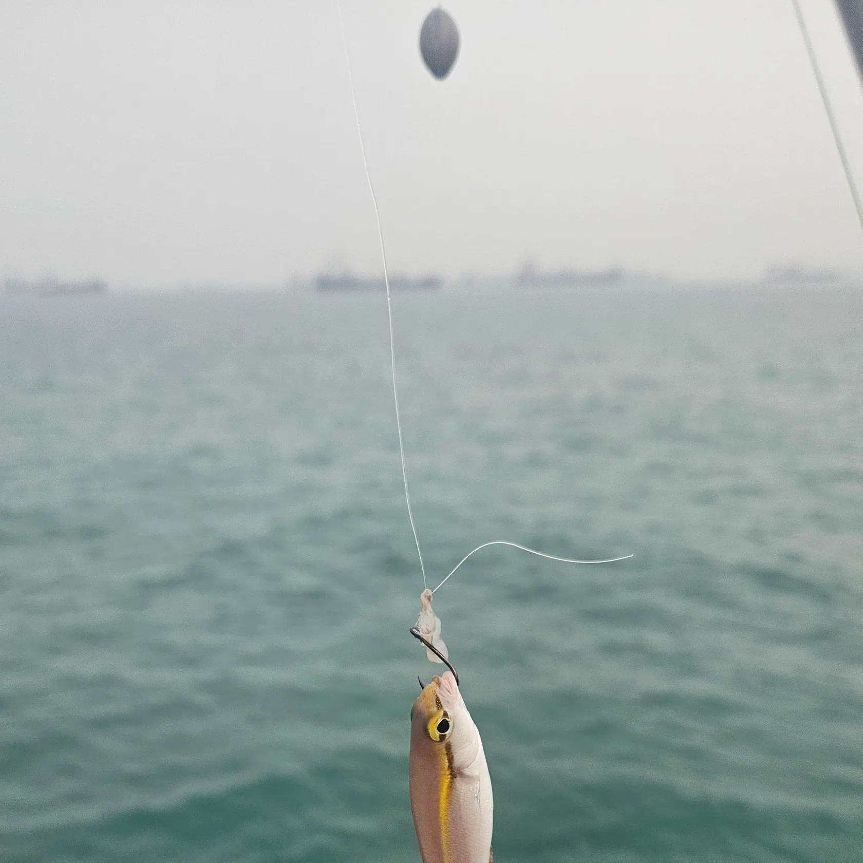 Two-lined monocle bream caught on Fishbrain