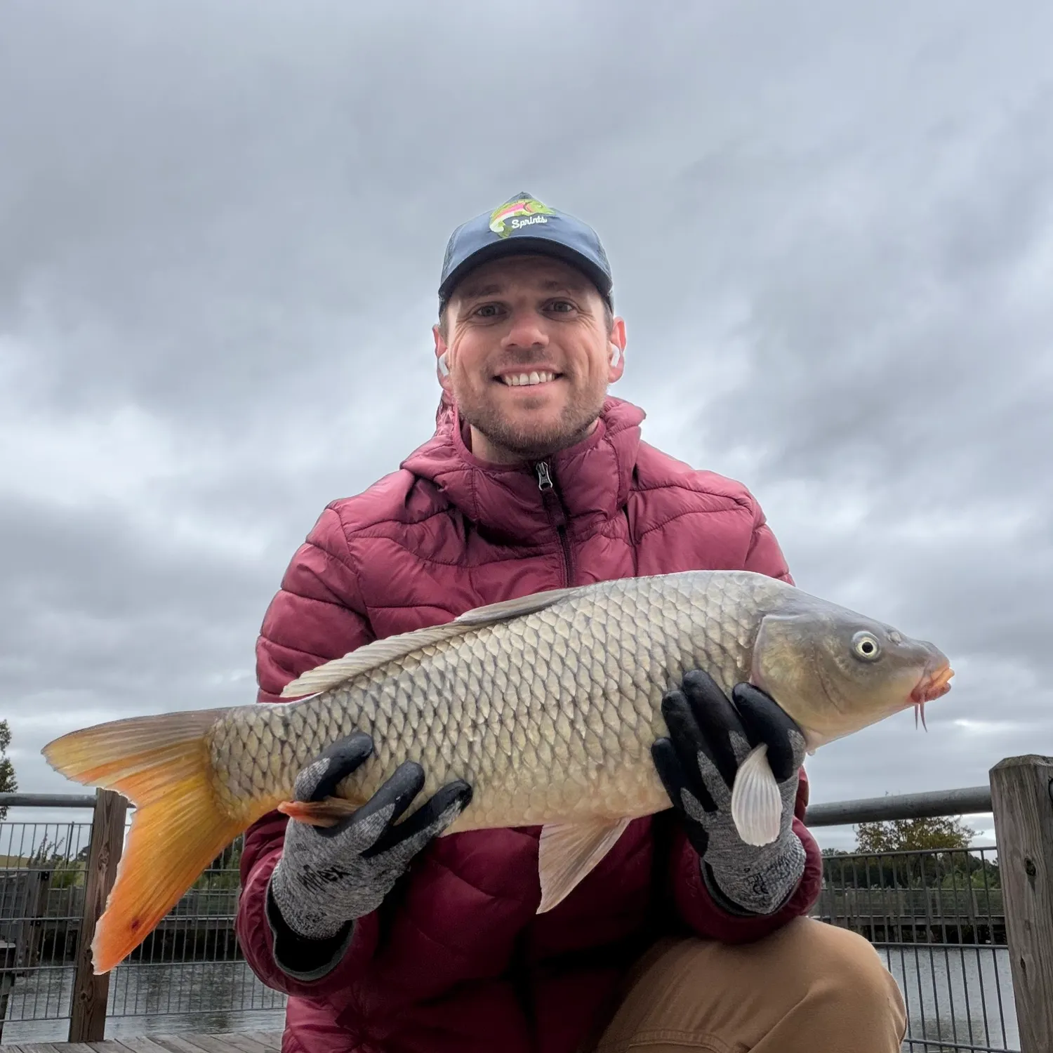 Common carp caught on Fishbrain