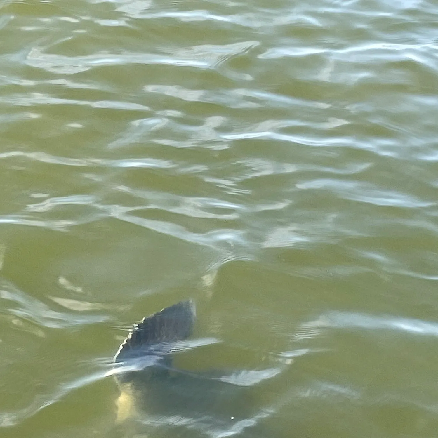 The most recent Black grouper catches on Fishbrain