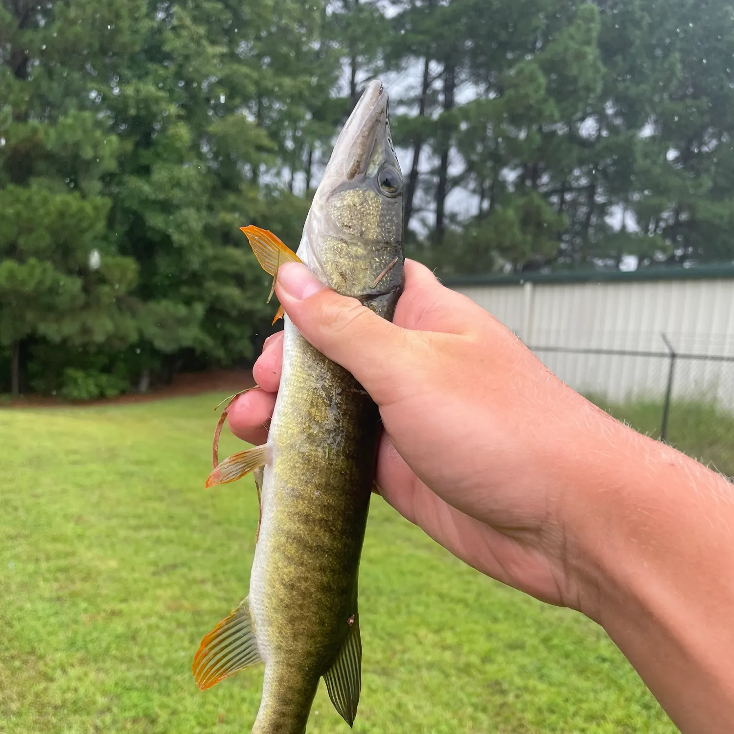 The most recent Redfin pickerel catches on Fishbrain