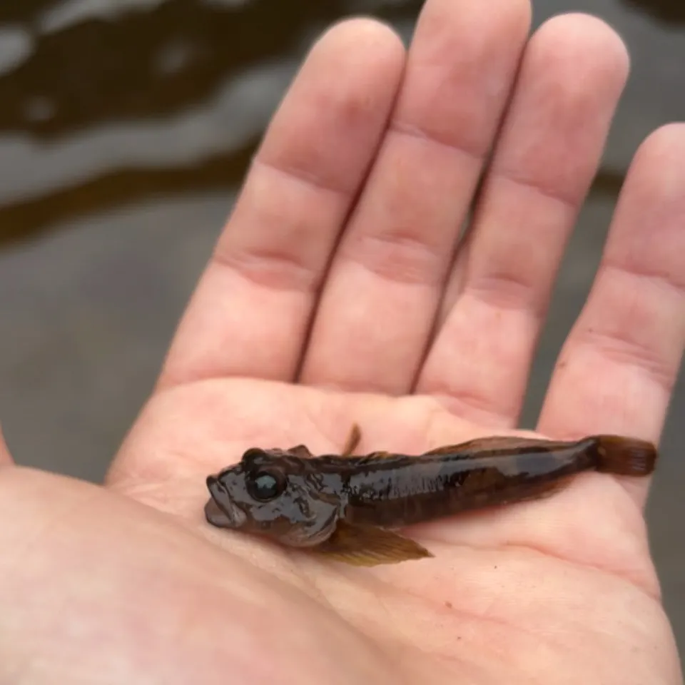 The most recent European bullhead catches on Fishbrain