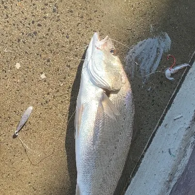 The most recent Japanese meagre catches on Fishbrain