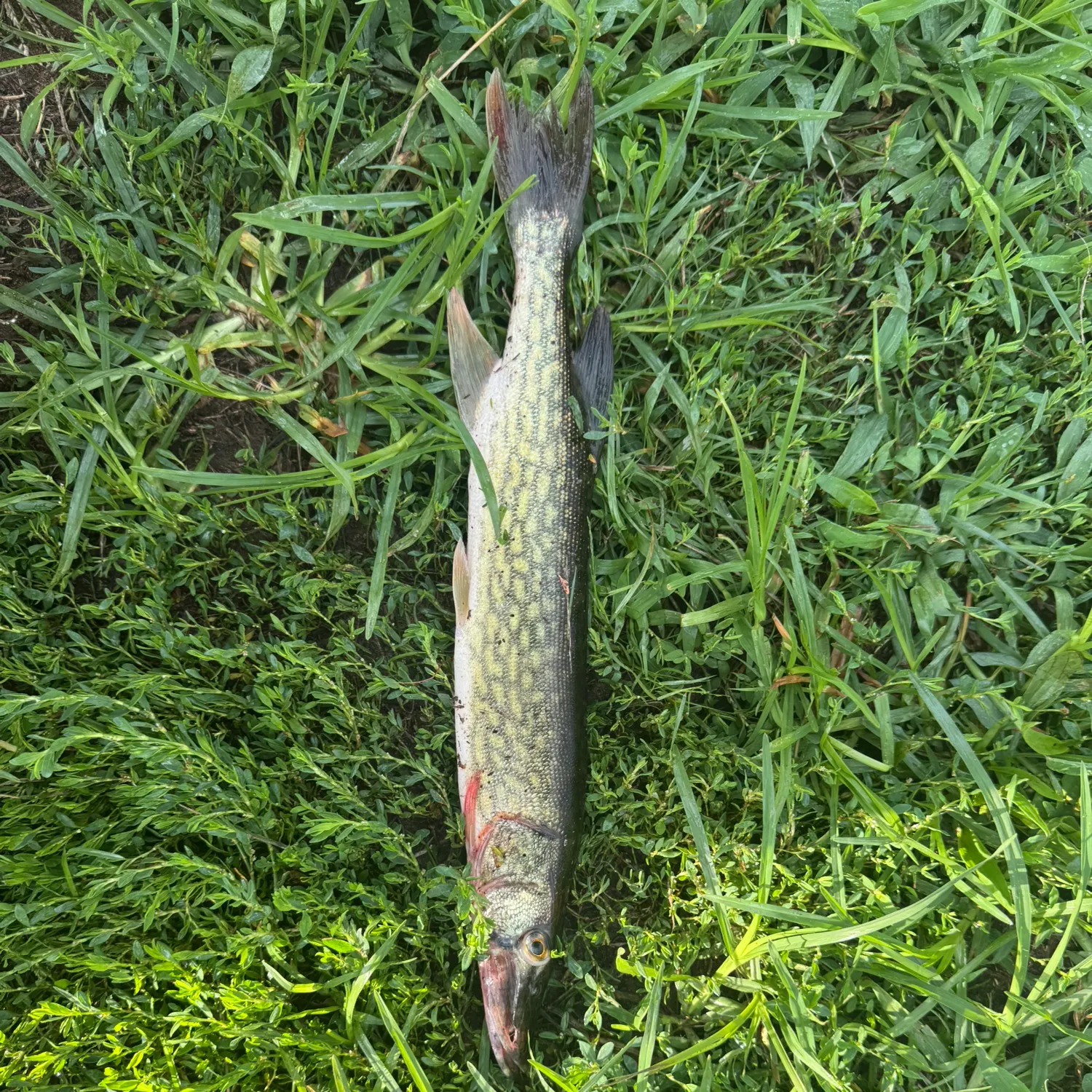 Chain pickerel caught on Fishbrain