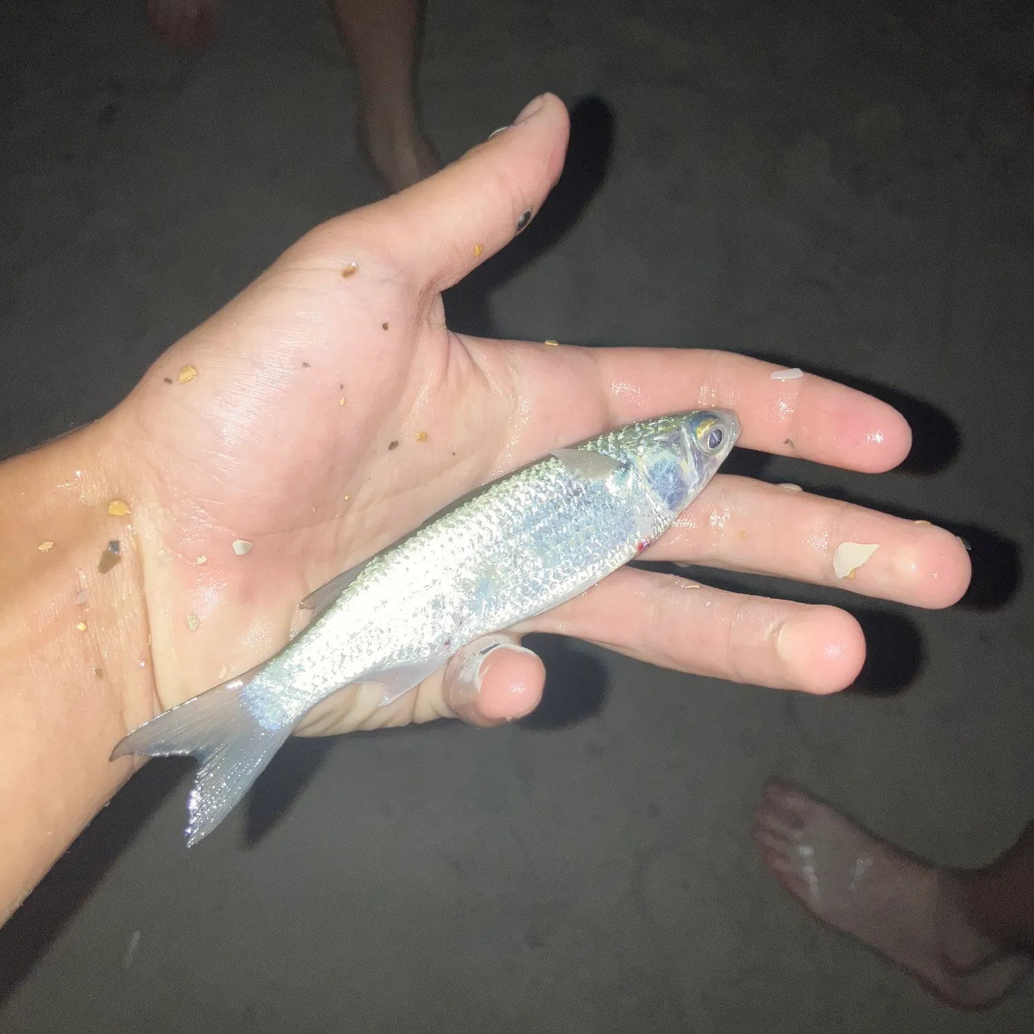 Striped mullet caught on Fishbrain