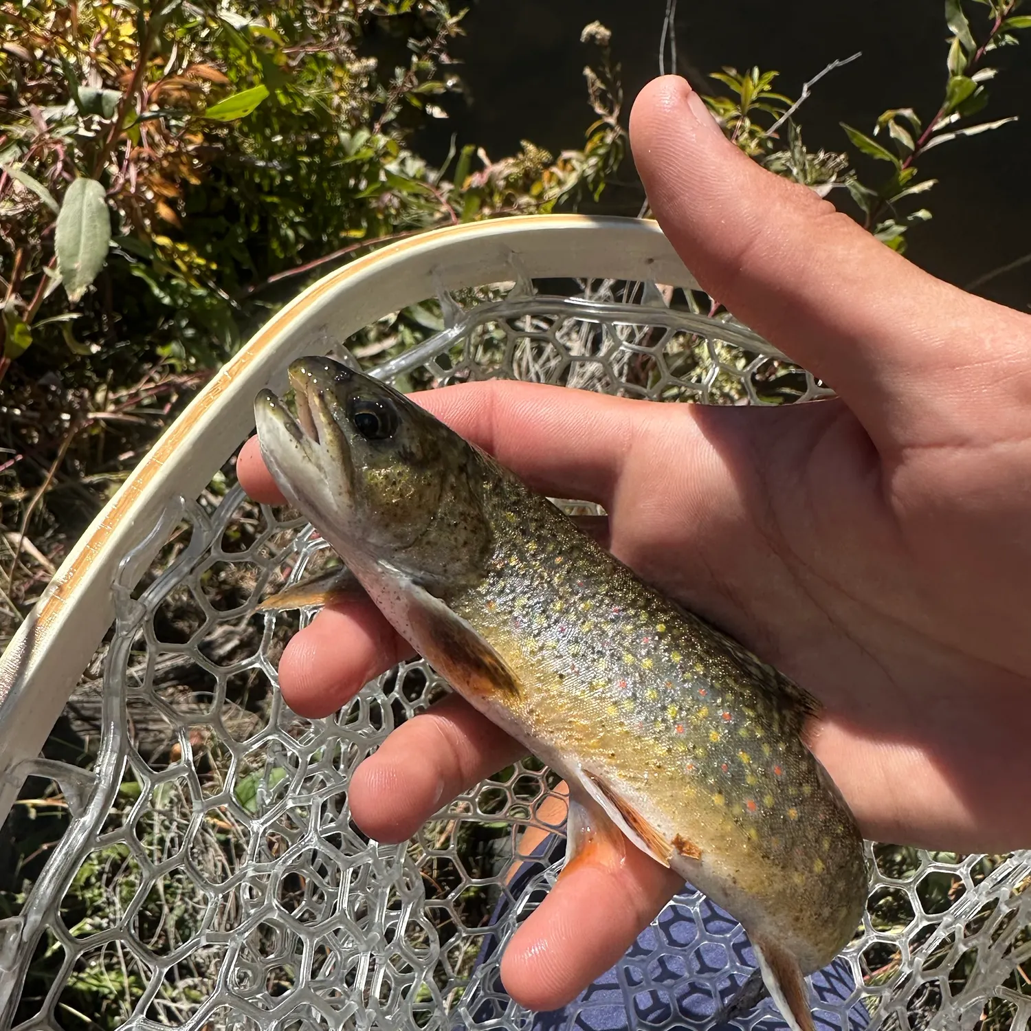 Brook trout caught on Fishbrain