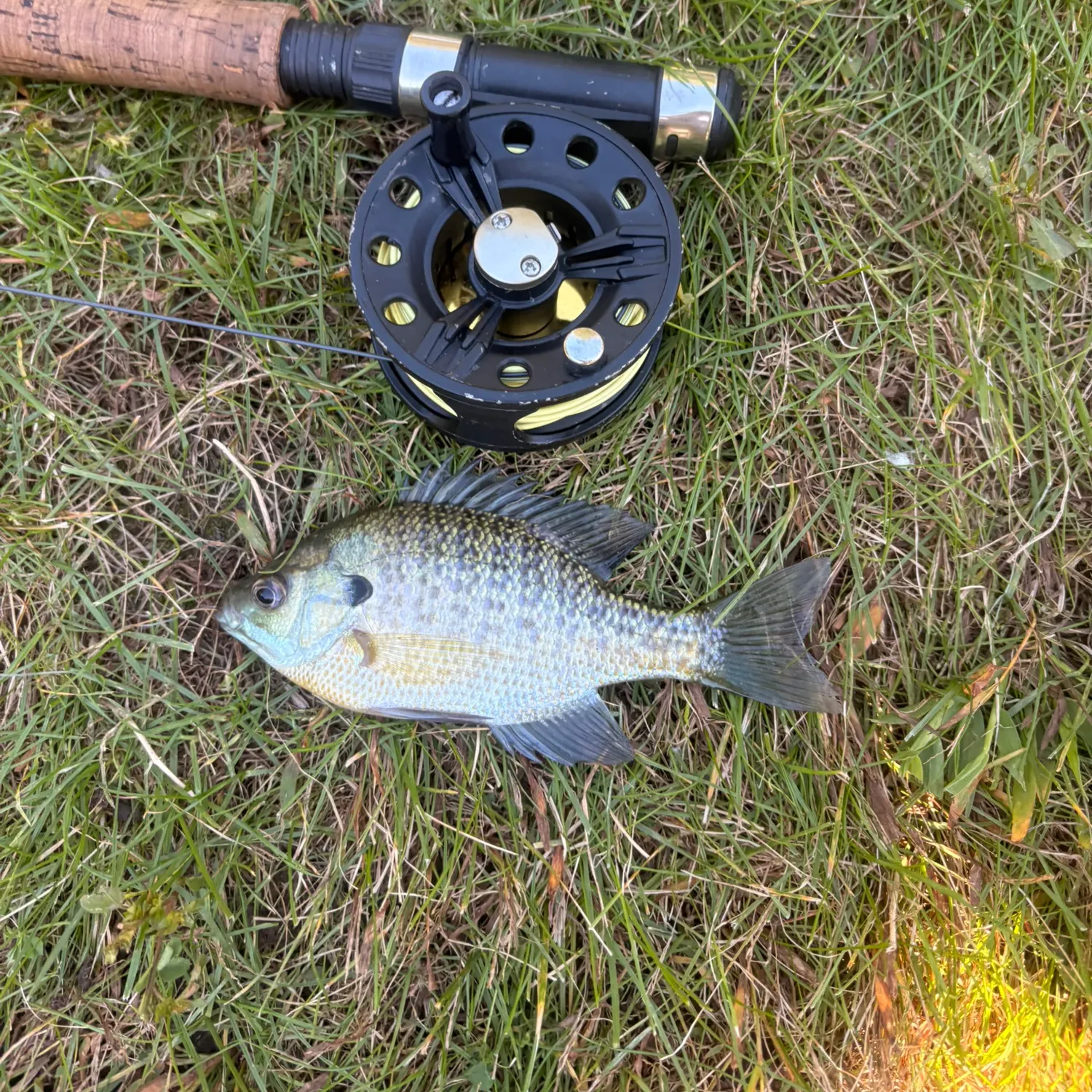 Bluegill caught on Fishbrain