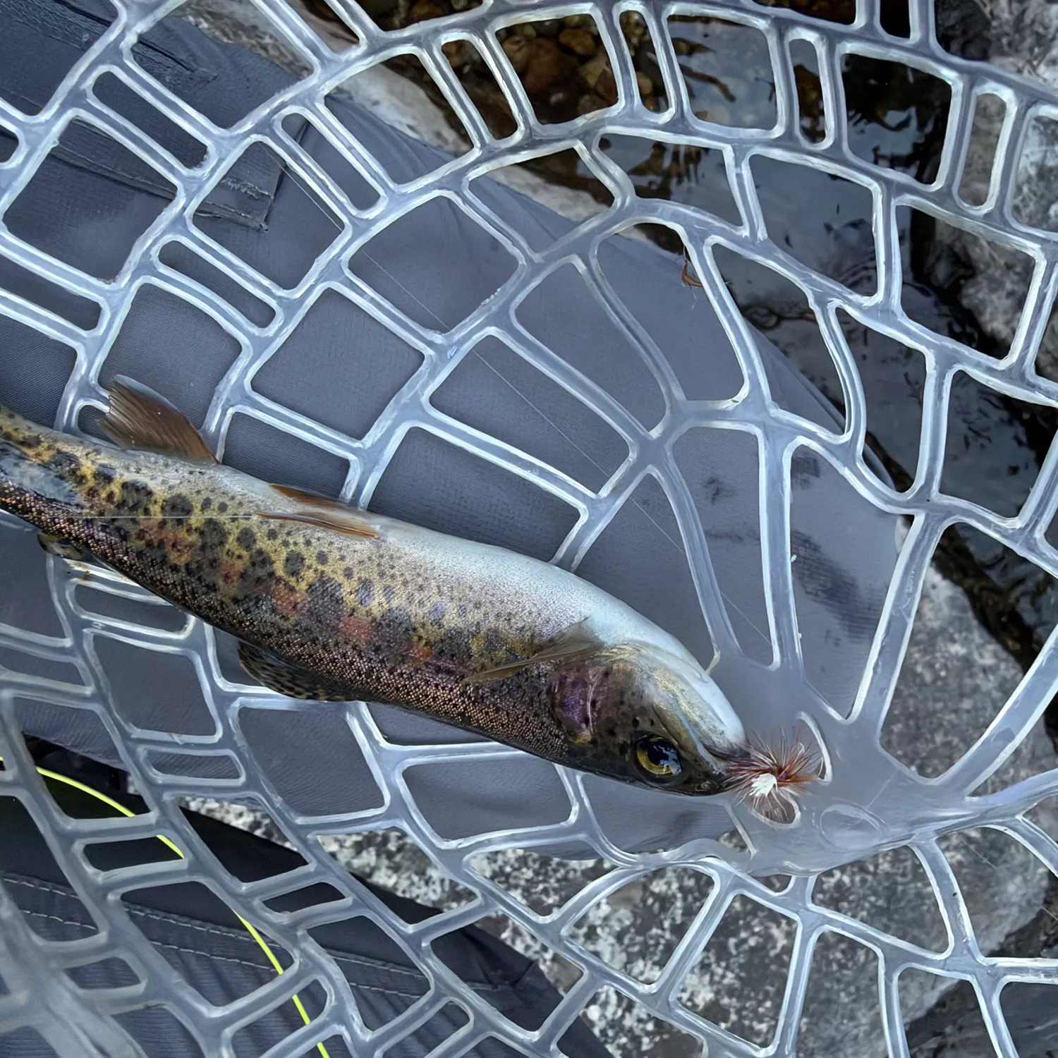 Rainbow trout caught on Fishbrain
