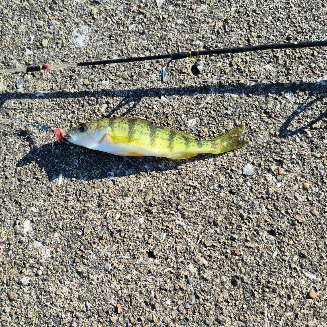 Yellow perch caught on Fishbrain