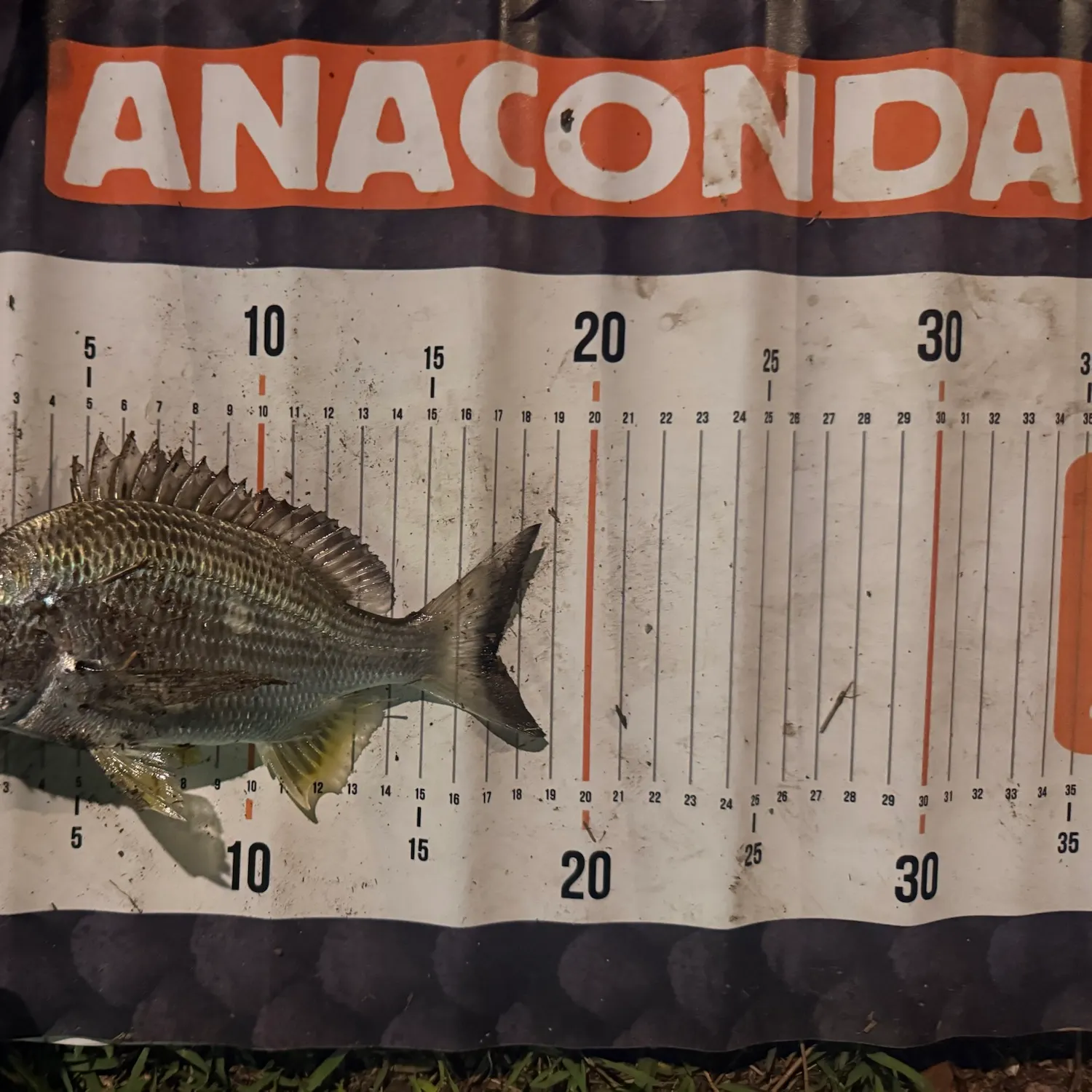 Surf bream caught on Fishbrain