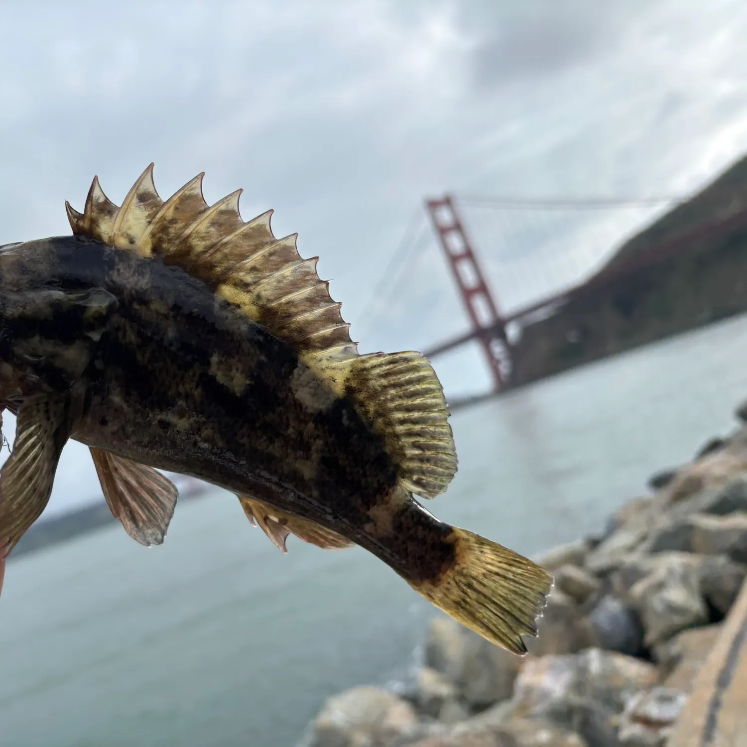 The most recent Grass rockfish catches on Fishbrain