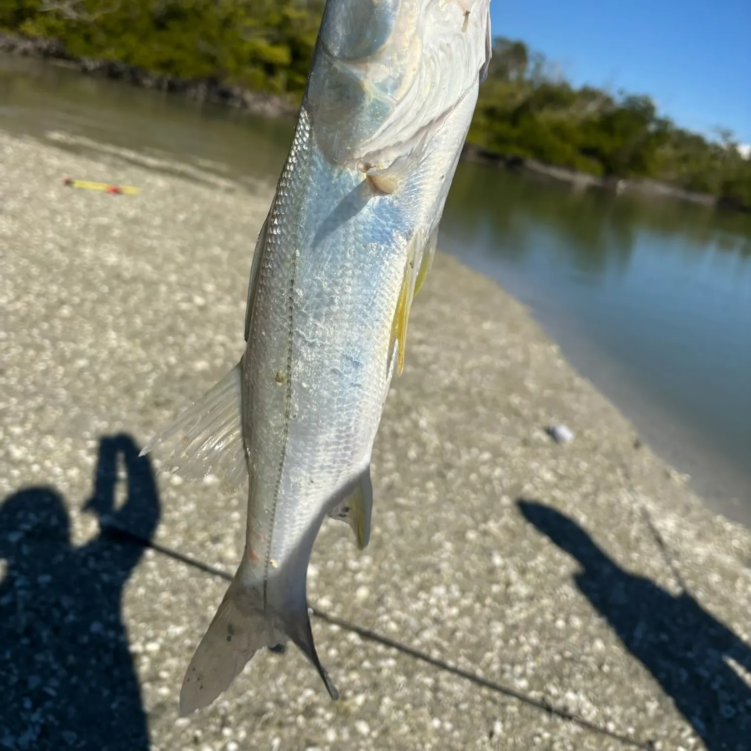 The most recent Common snook catches on Fishbrain