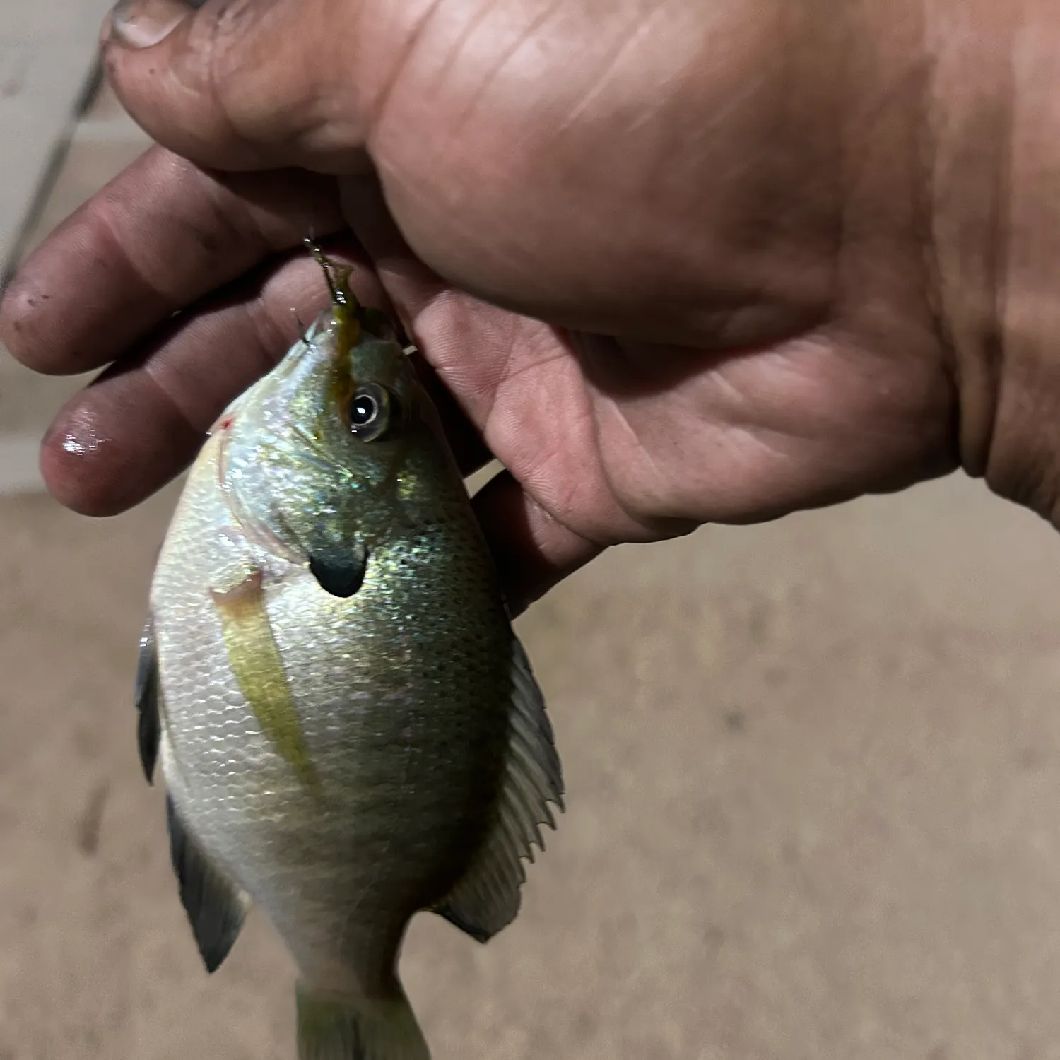 Bluegill caught on Fishbrain