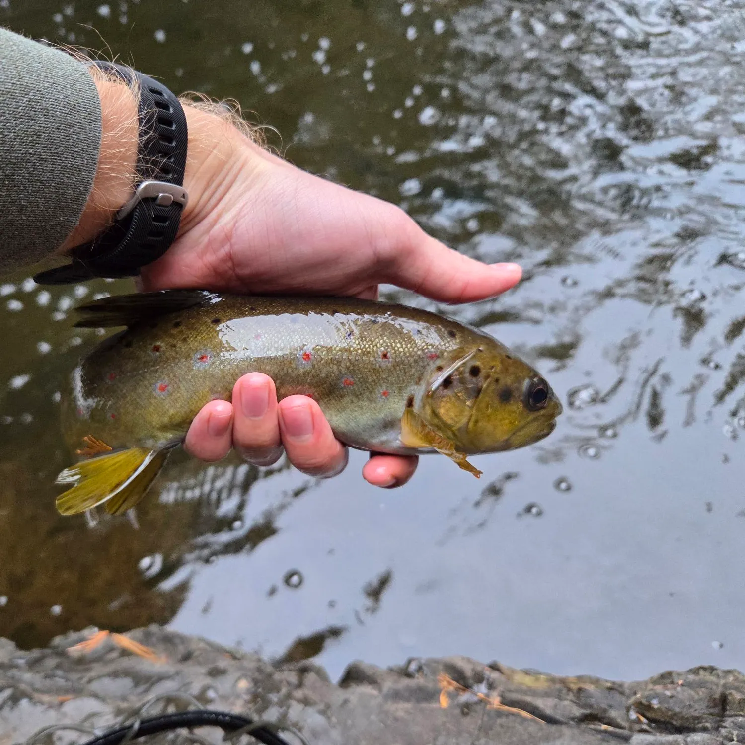 Brown trout caught on Fishbrain